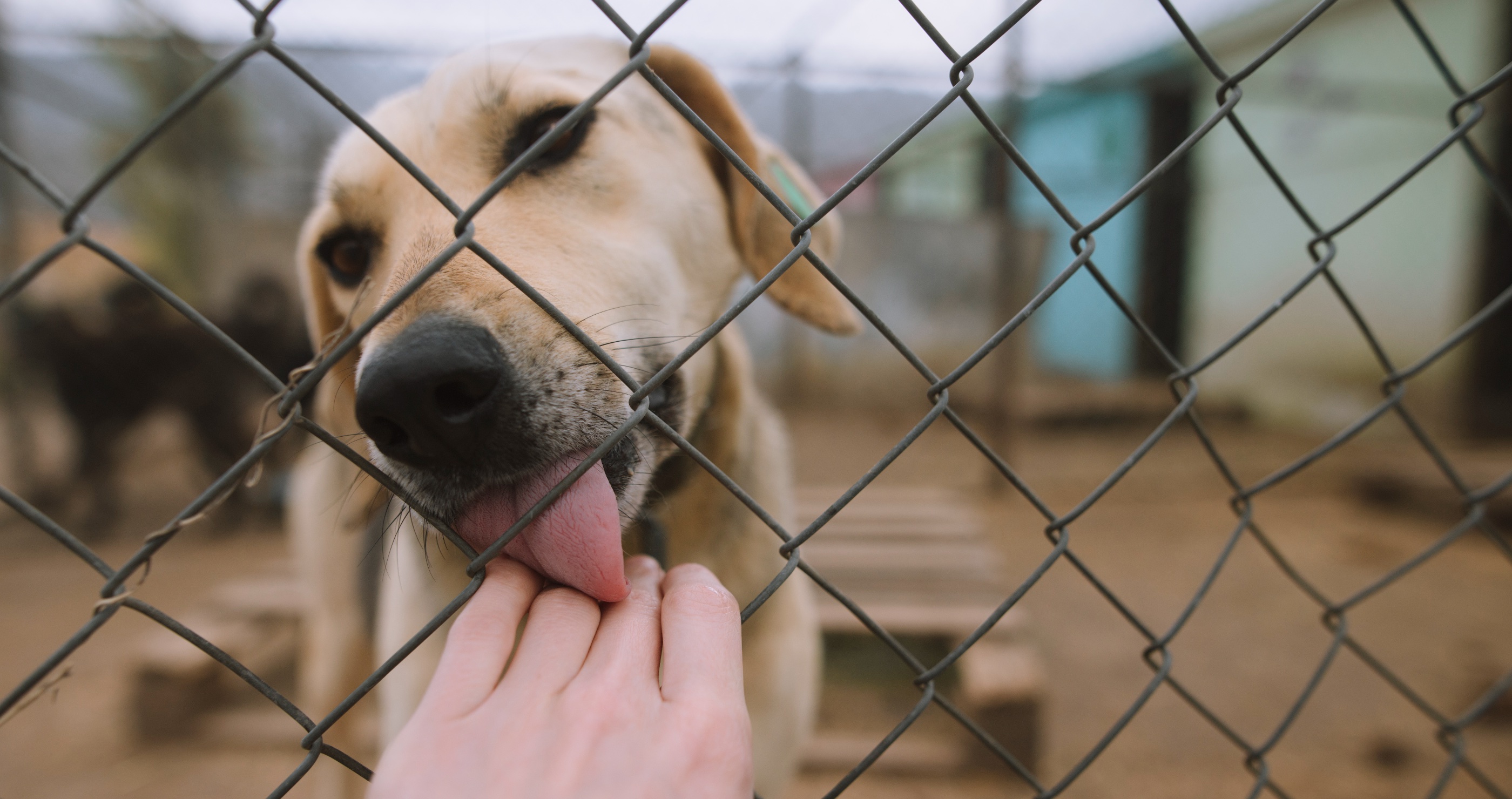 shelter dog gets rescued and finds forever home