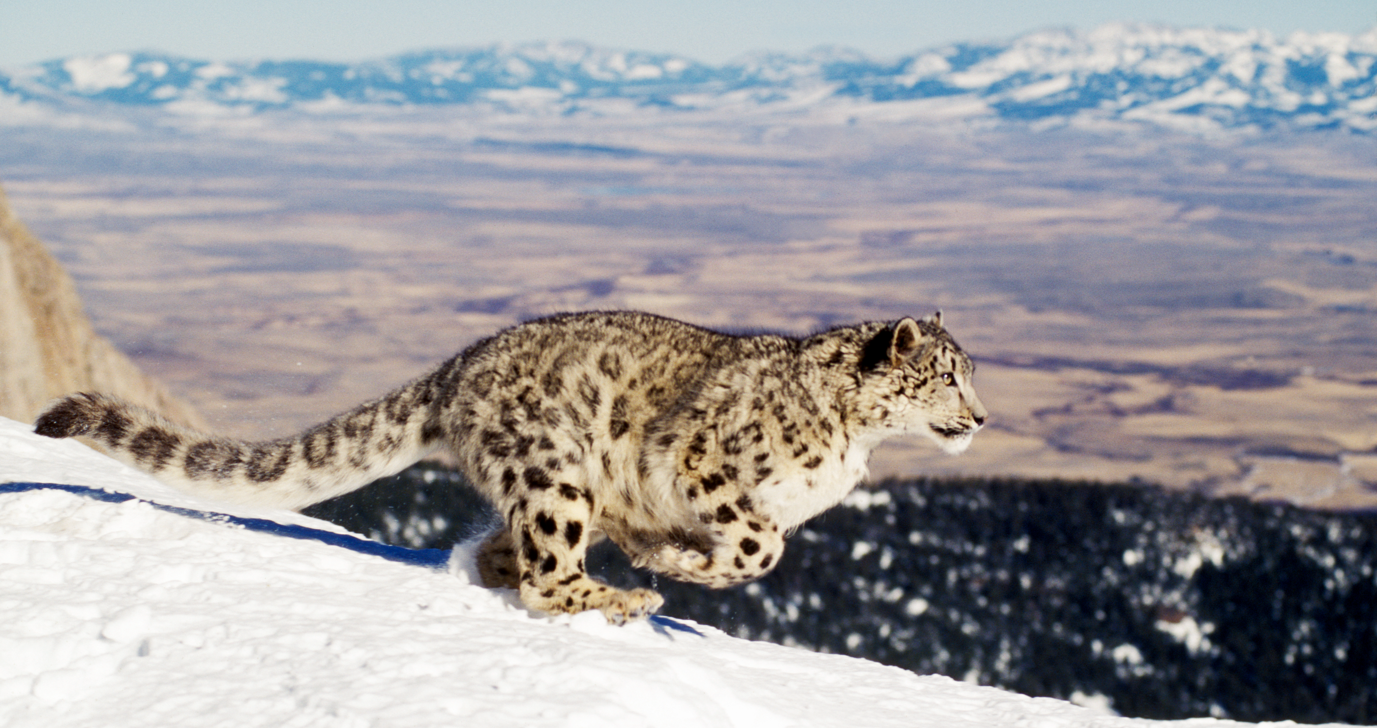 snow leopard survives 100 foot fall