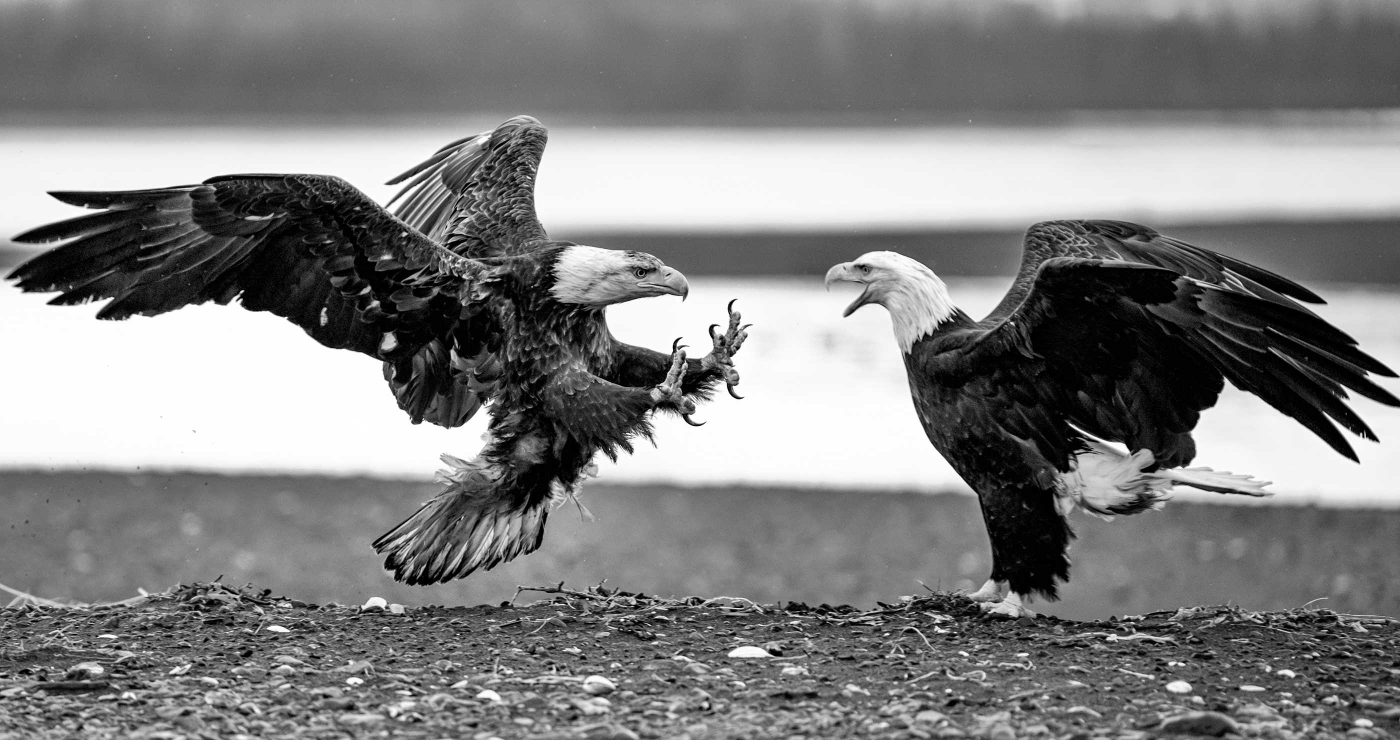 two bald eagles clash