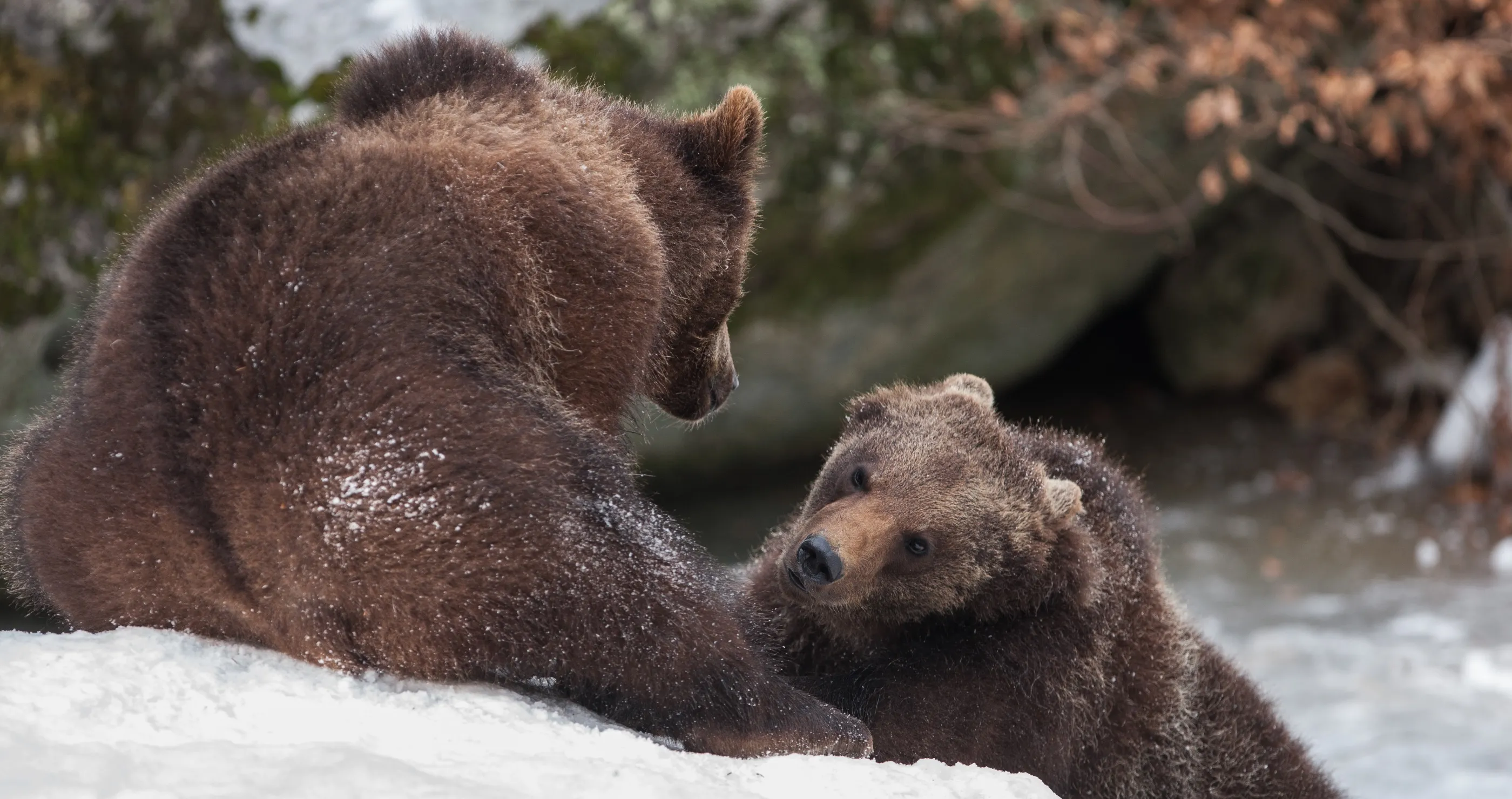 two brown bears explore frozen lake