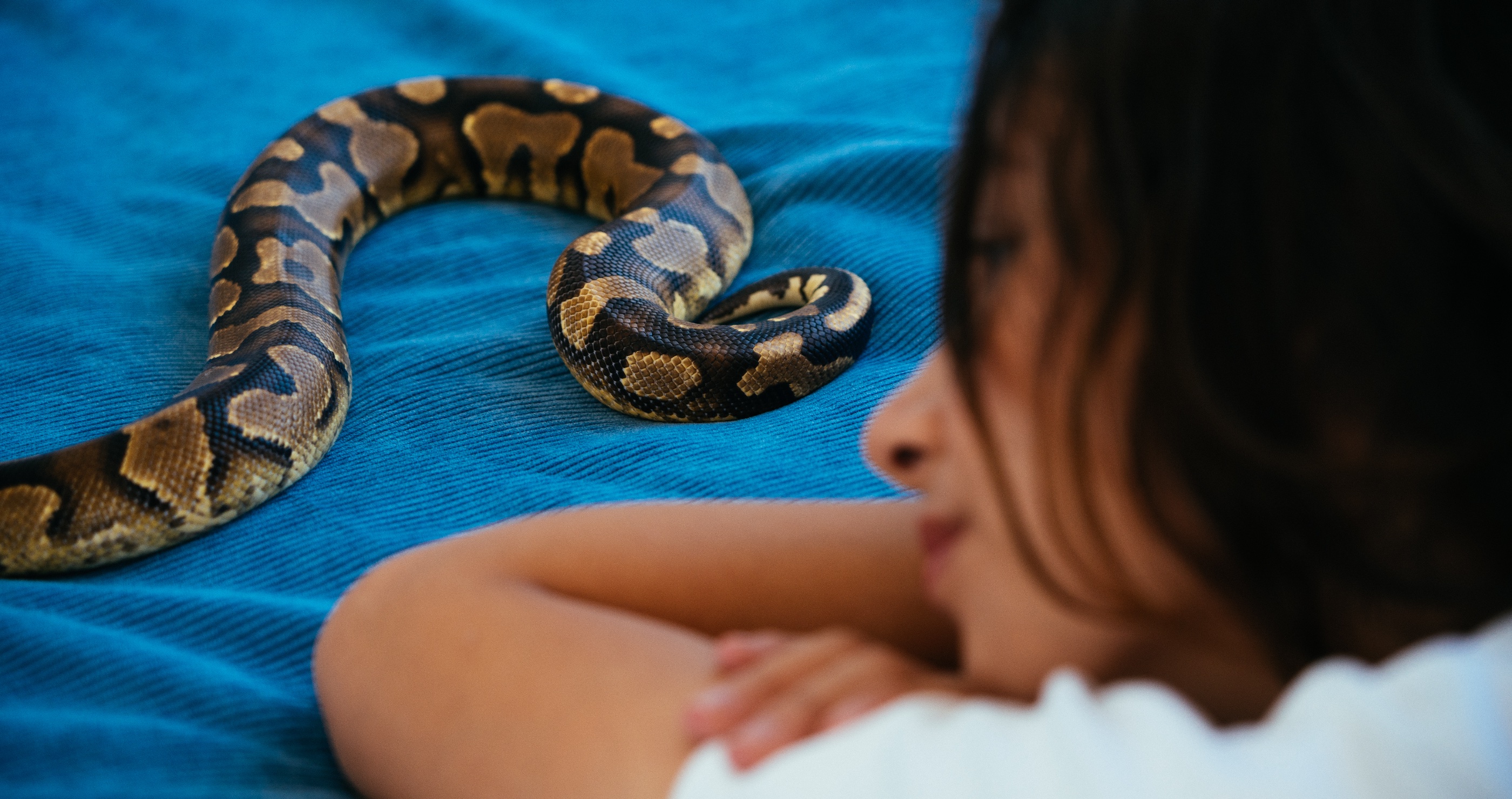 woman gets bitten by a snake hiding in her pillows