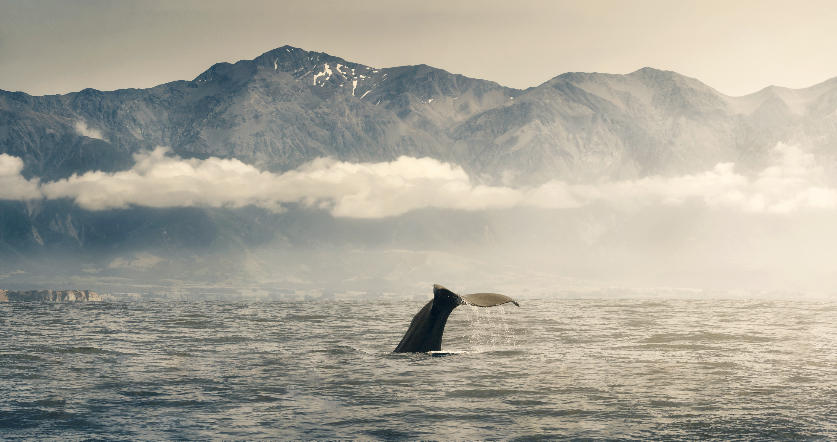 world's rarest whale spade tooth whale