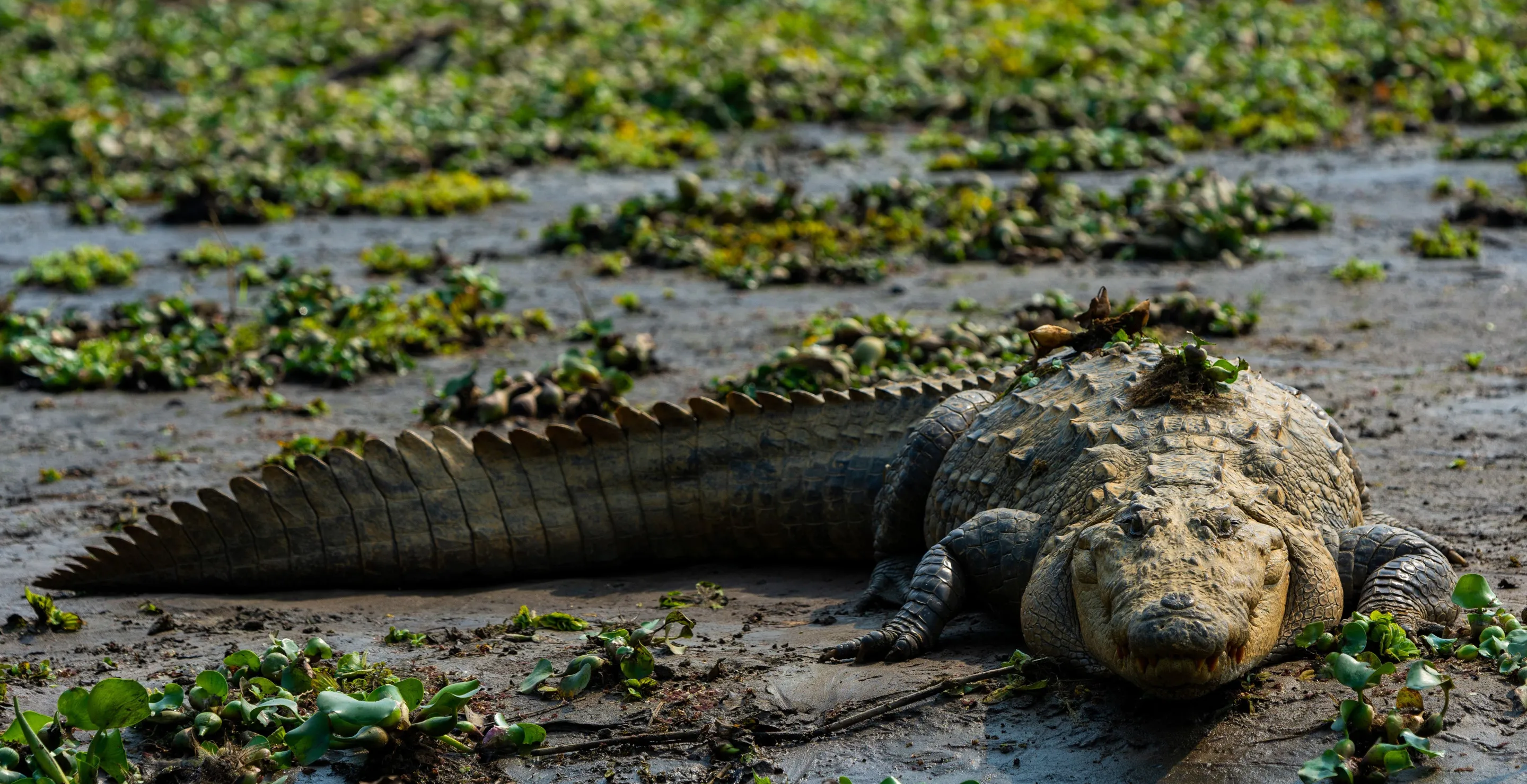 Are Crocodiles Trying To Lure Humans To Their Deaths? Animals Are Now Mimicking Drowning Humans