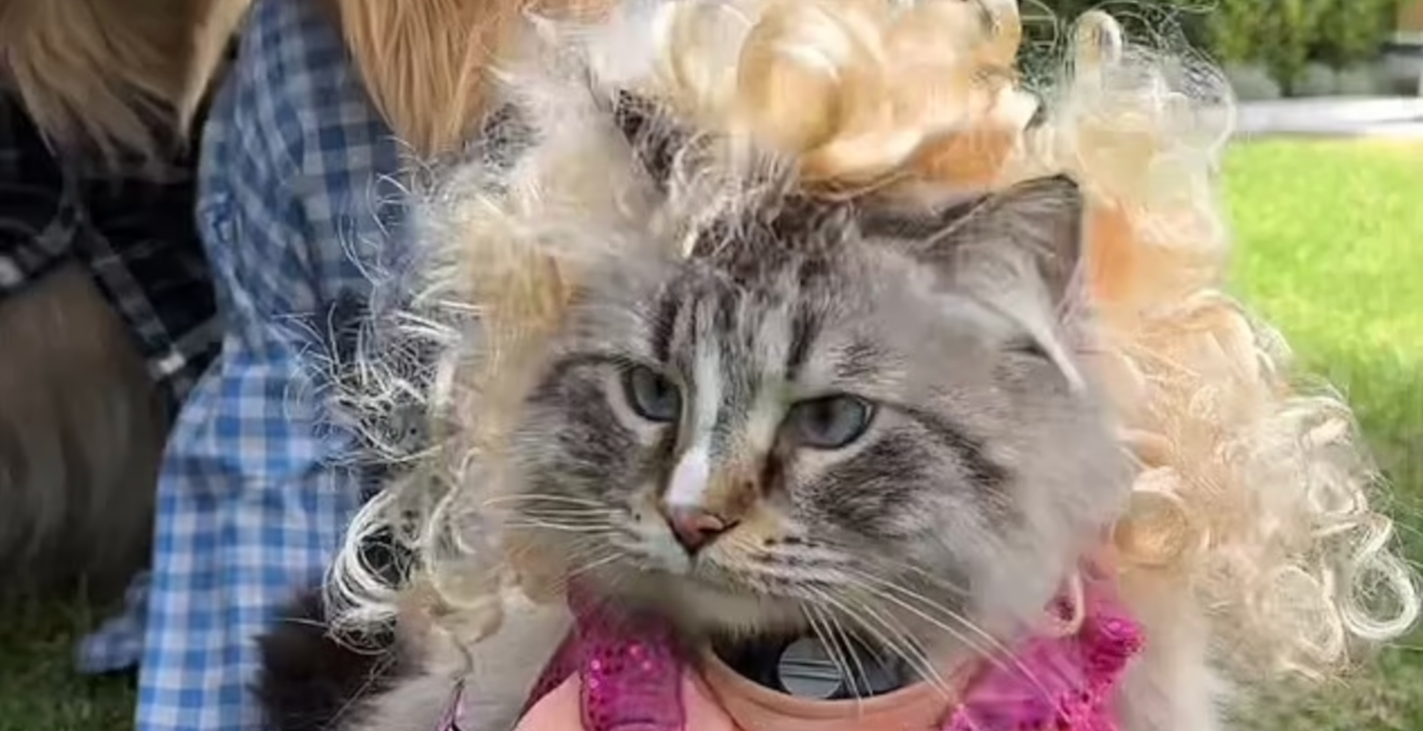 Celebrities Draw Backlash For Dressing Up Their Cats