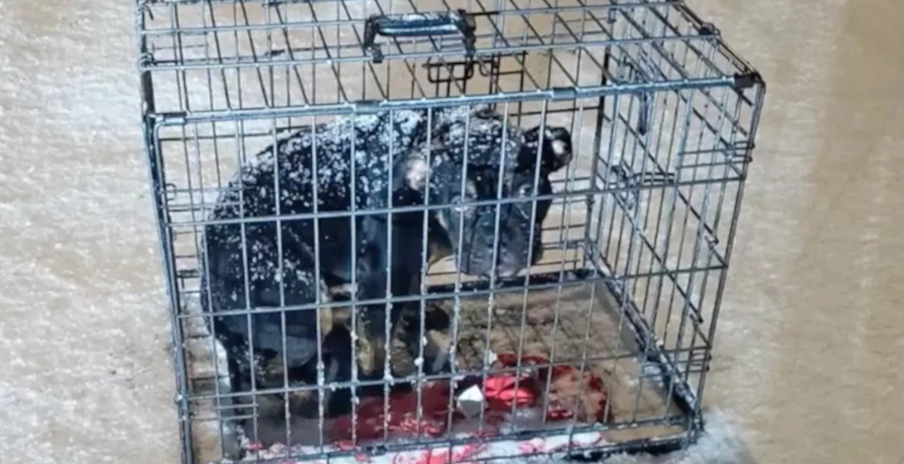 Dog Abandoned Outdoors In A Cage In The Middle Of A Blizzard