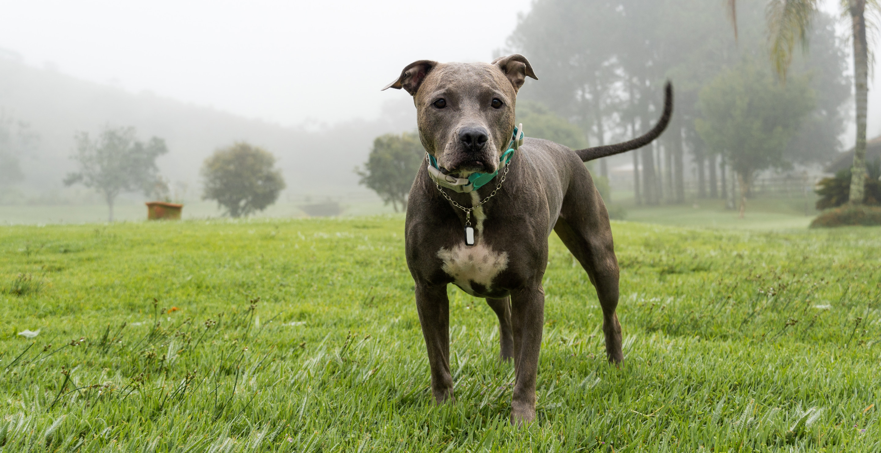 Dog Heroically Wakes Up And Saves Its Owner From Apartment Fire