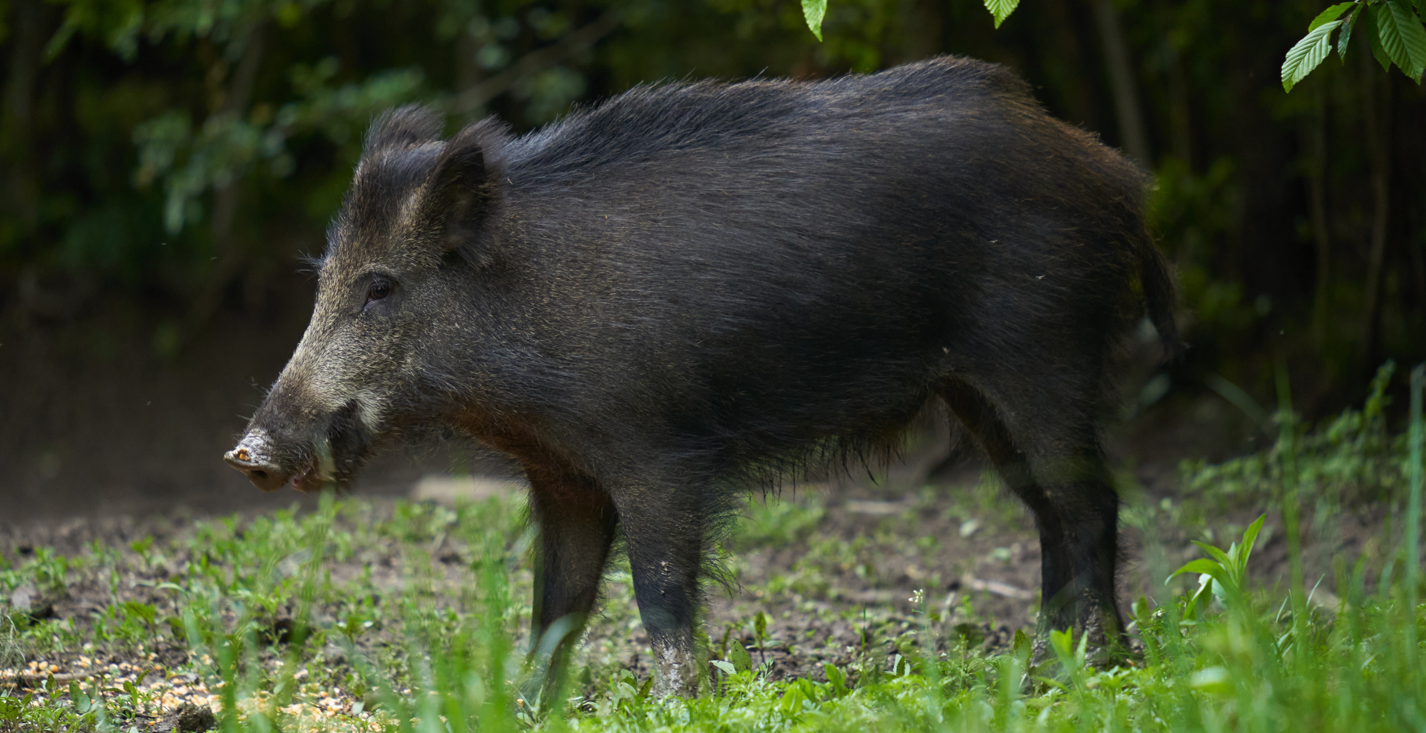 Feral Pigs Are Terrorizing A Texas Town: Frustated Locals Speak Out