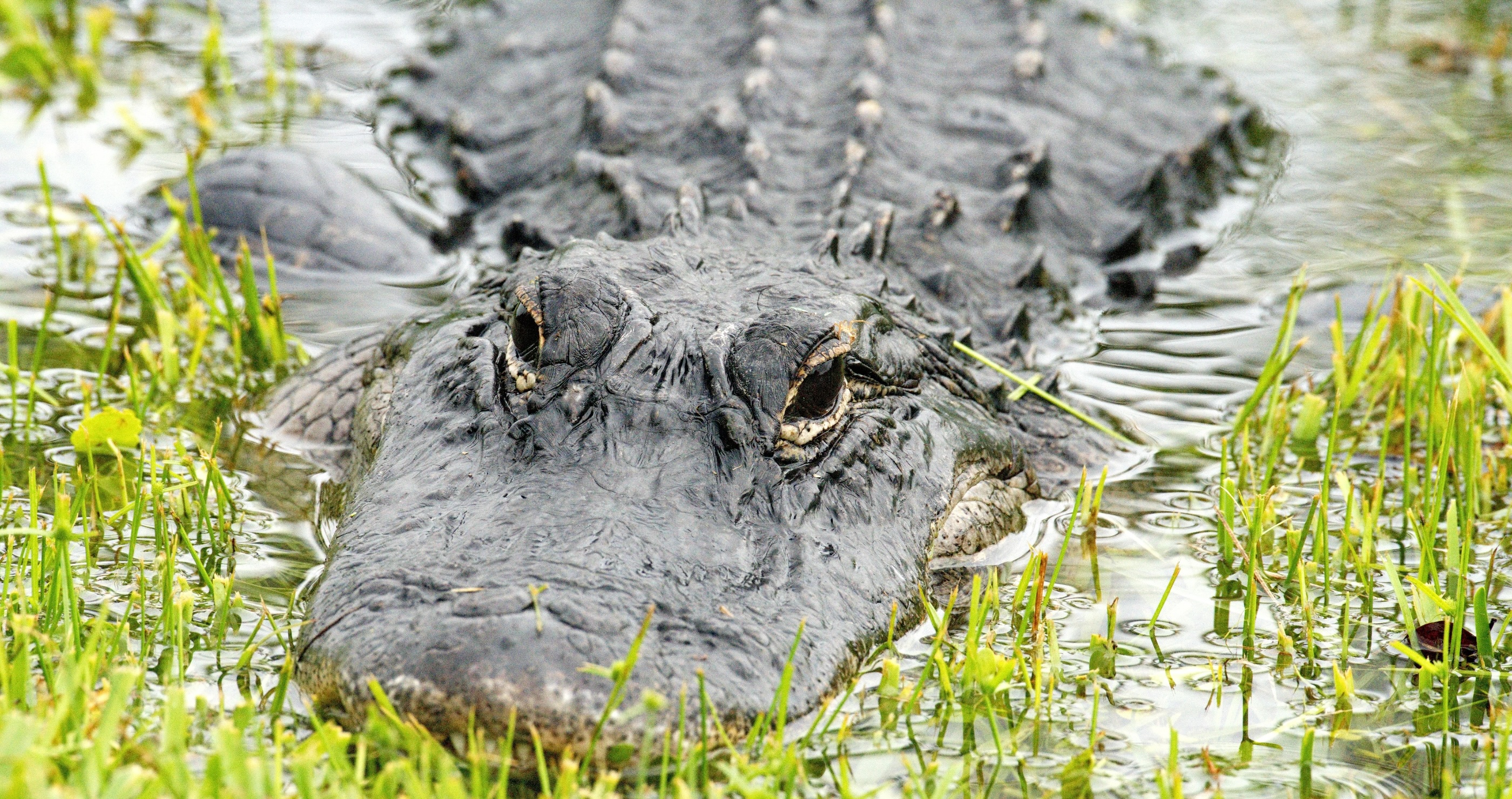 Firefighters rescue alligator in storm drain in Florida