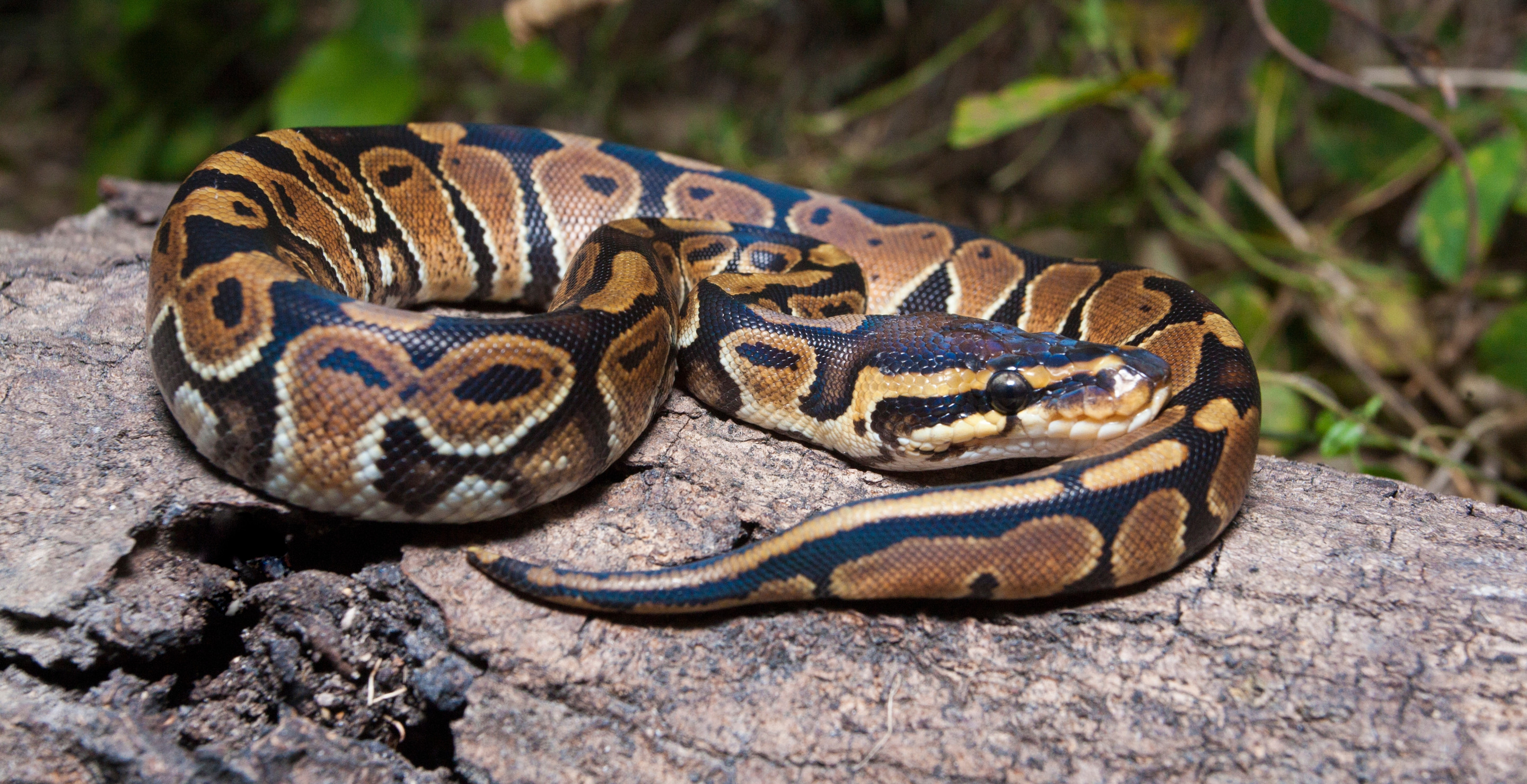 Florida Fitness Enthusiast Holds Classes Where You Can Do Yoga With Snakes But Its Not For The Faint Of Heart