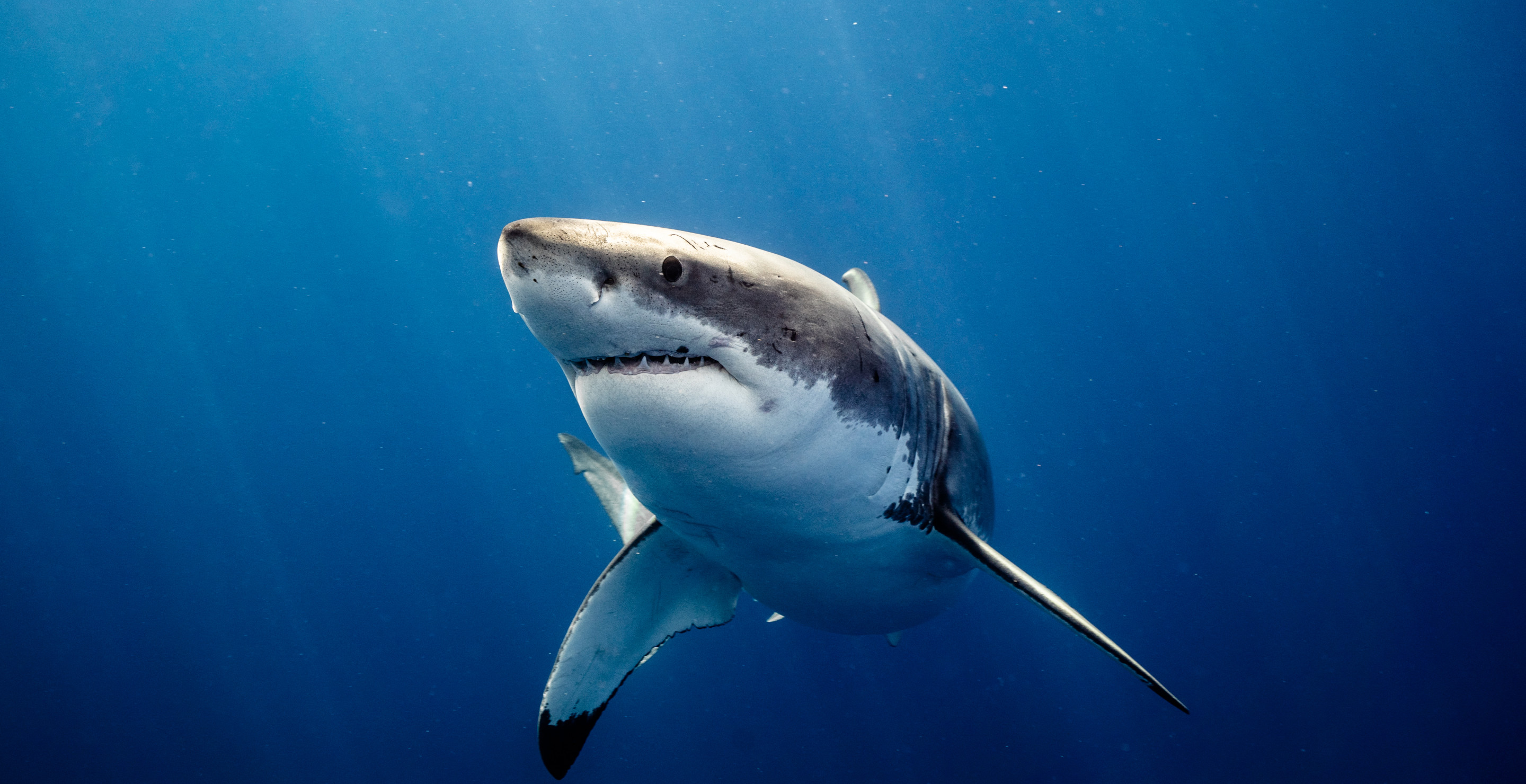 Giant Great White Shark Stalks Florida Beach Multiple Times In One Day As Authorities Warn Beachgoers