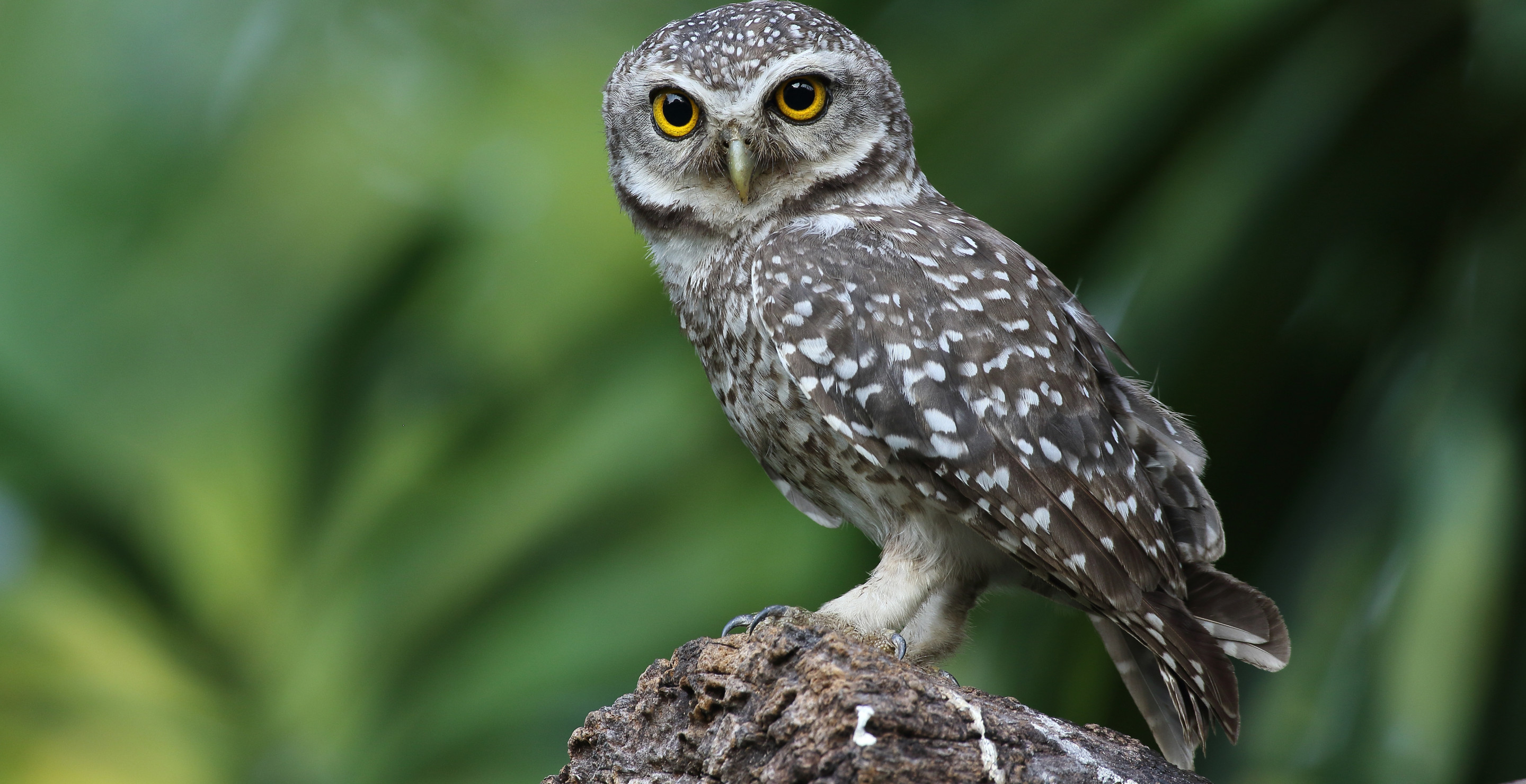 In Order To Save Spotted Owls, Federal Government Plans To Kill 500,000 Other Owls