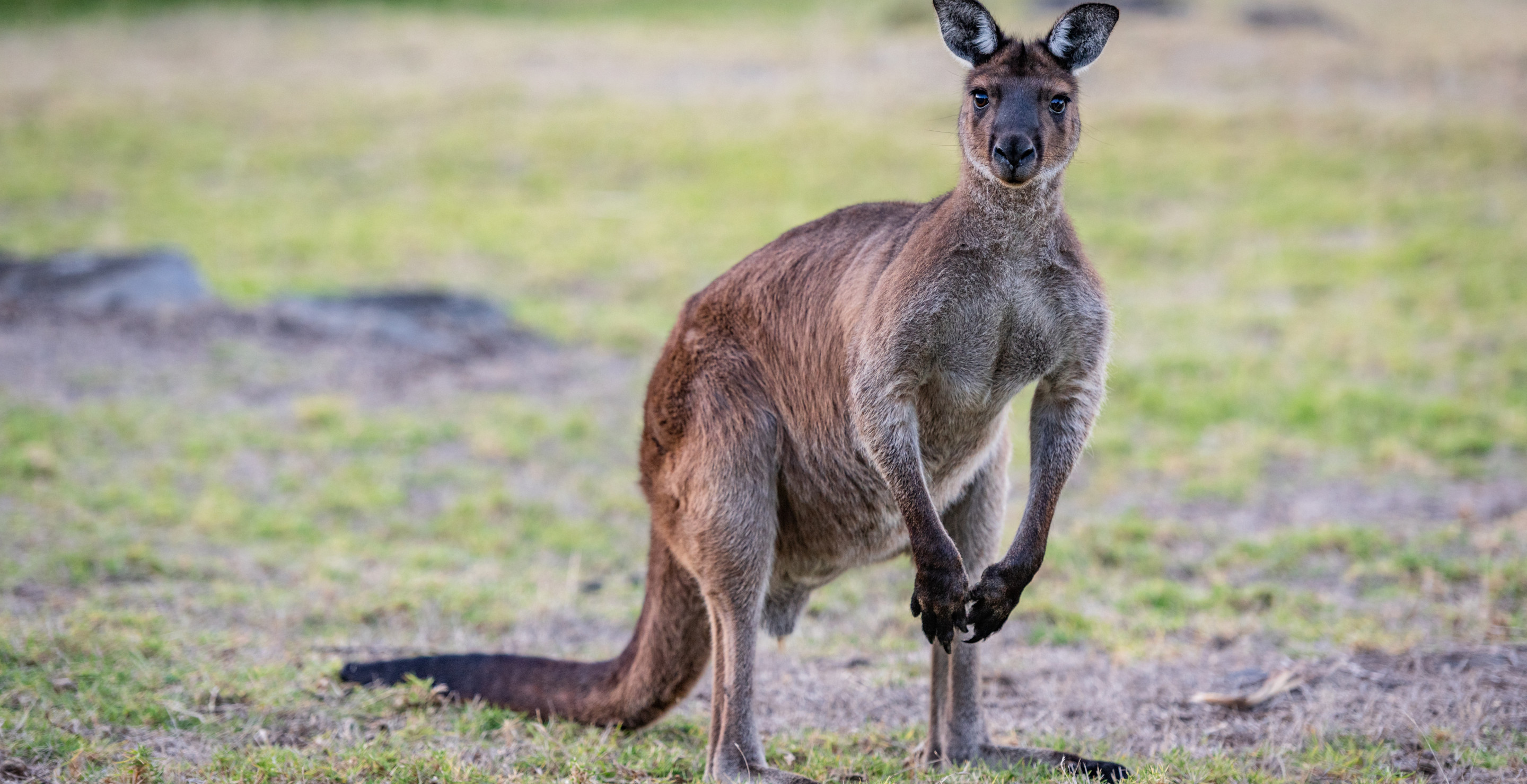 Man Horribly Injured After Getting Violently Assaulted By Massive Kangaroo