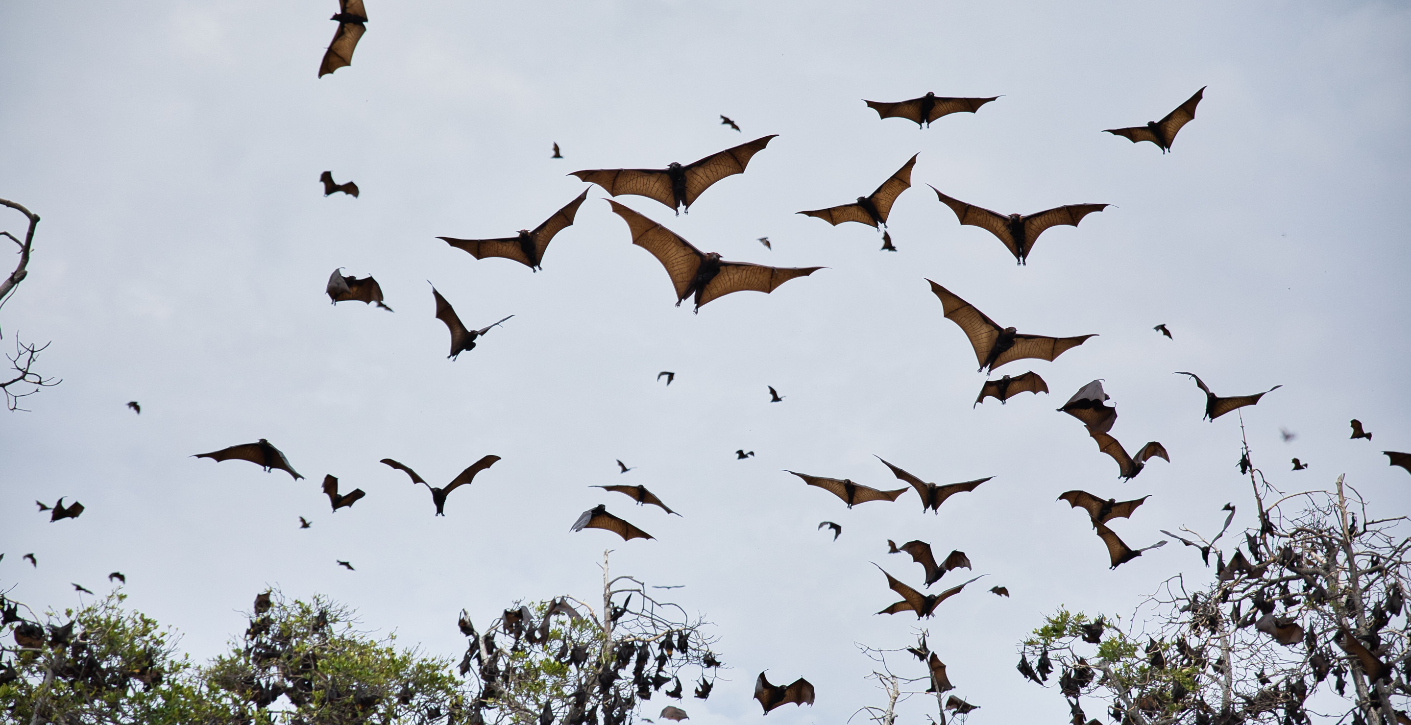 New Hampshire School Closes After Officials Discover Massive Bat Infestation