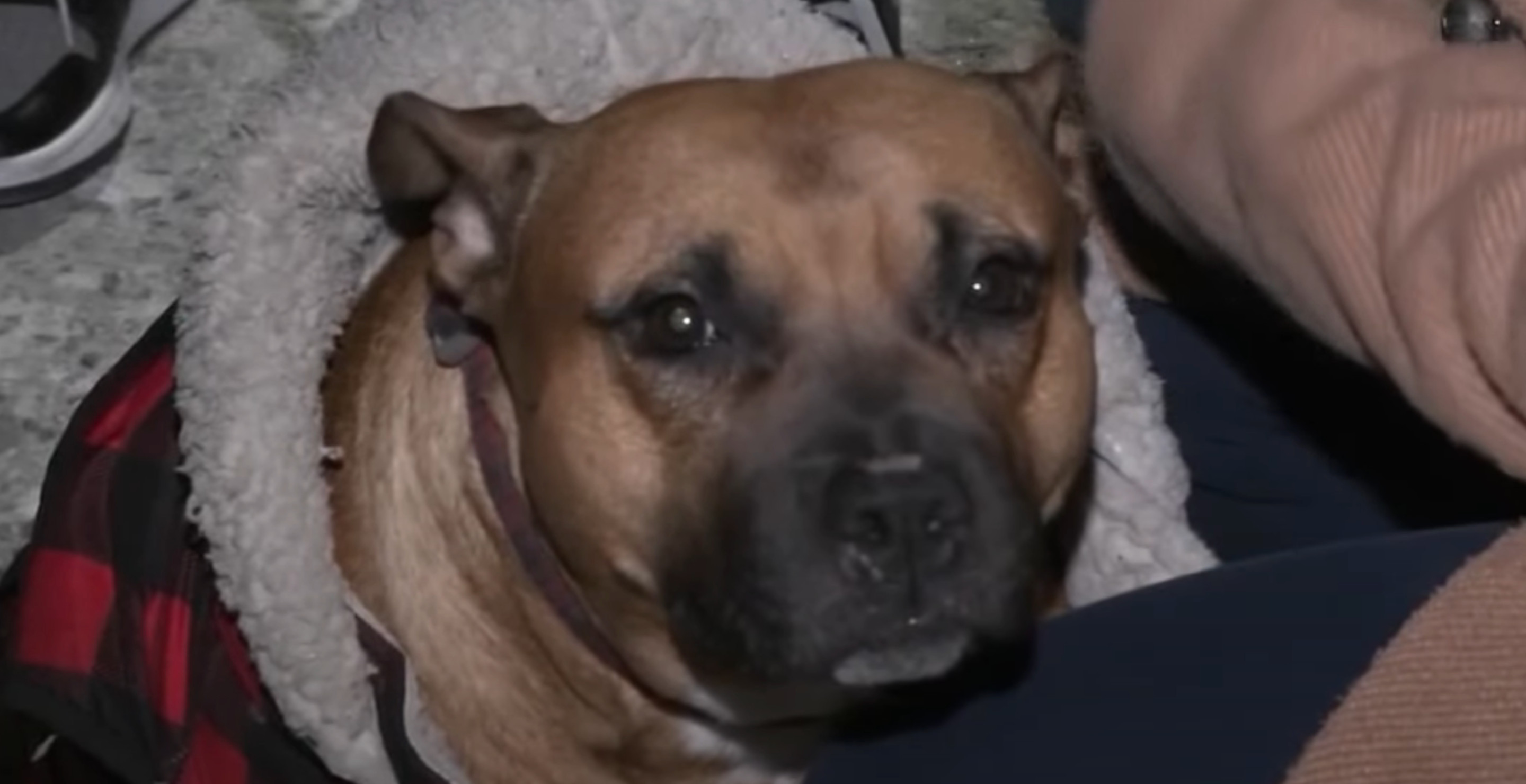 New York Man Loses Four Fingers Protecting Dog From Machete-Wielding Attacker