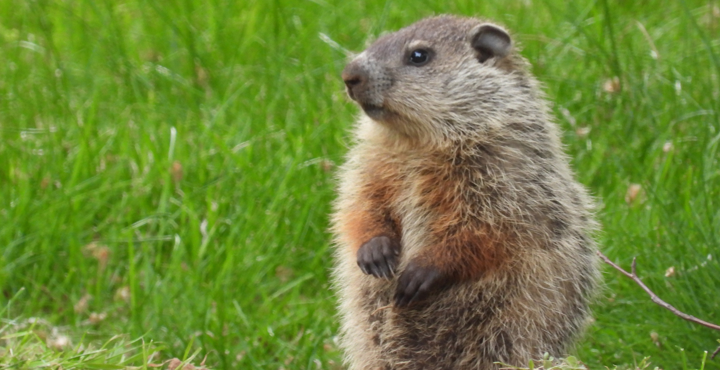 PETA Wants To Get Rid Of Groundhog's Day And Replace It With A Vegan Sandwich