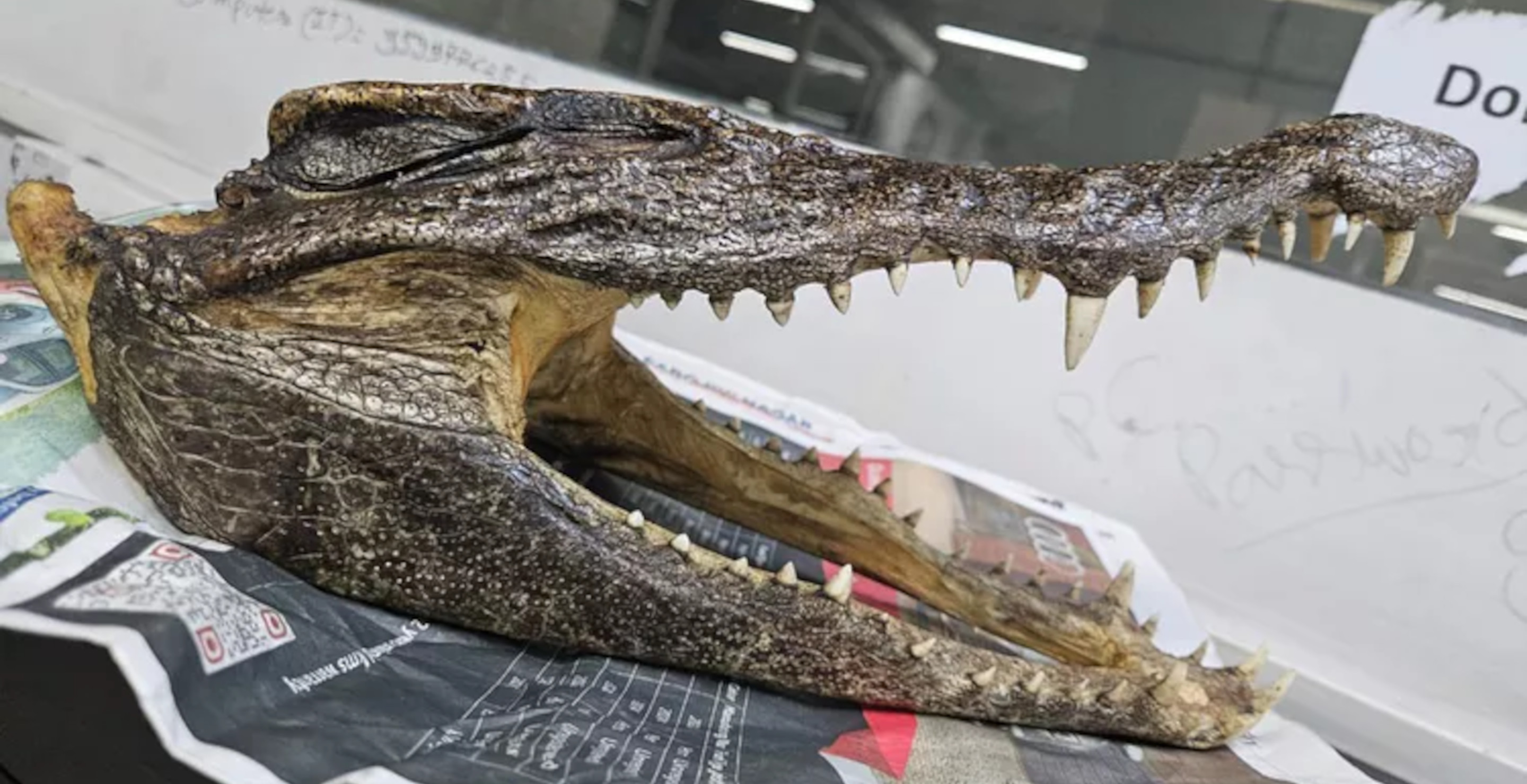 Passenger Lands In Jail After Baby Crocodile Skull Found In His Luggage In Blatant Smuggling Attempt