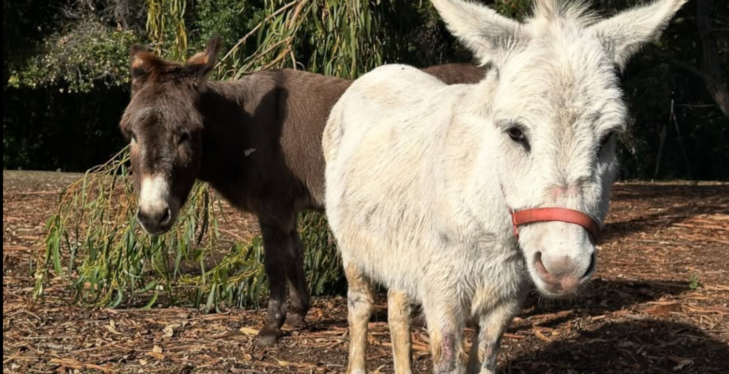 Perry, The Real Life Inspiration For 'Shrek' Character Donkey, Dies At 30