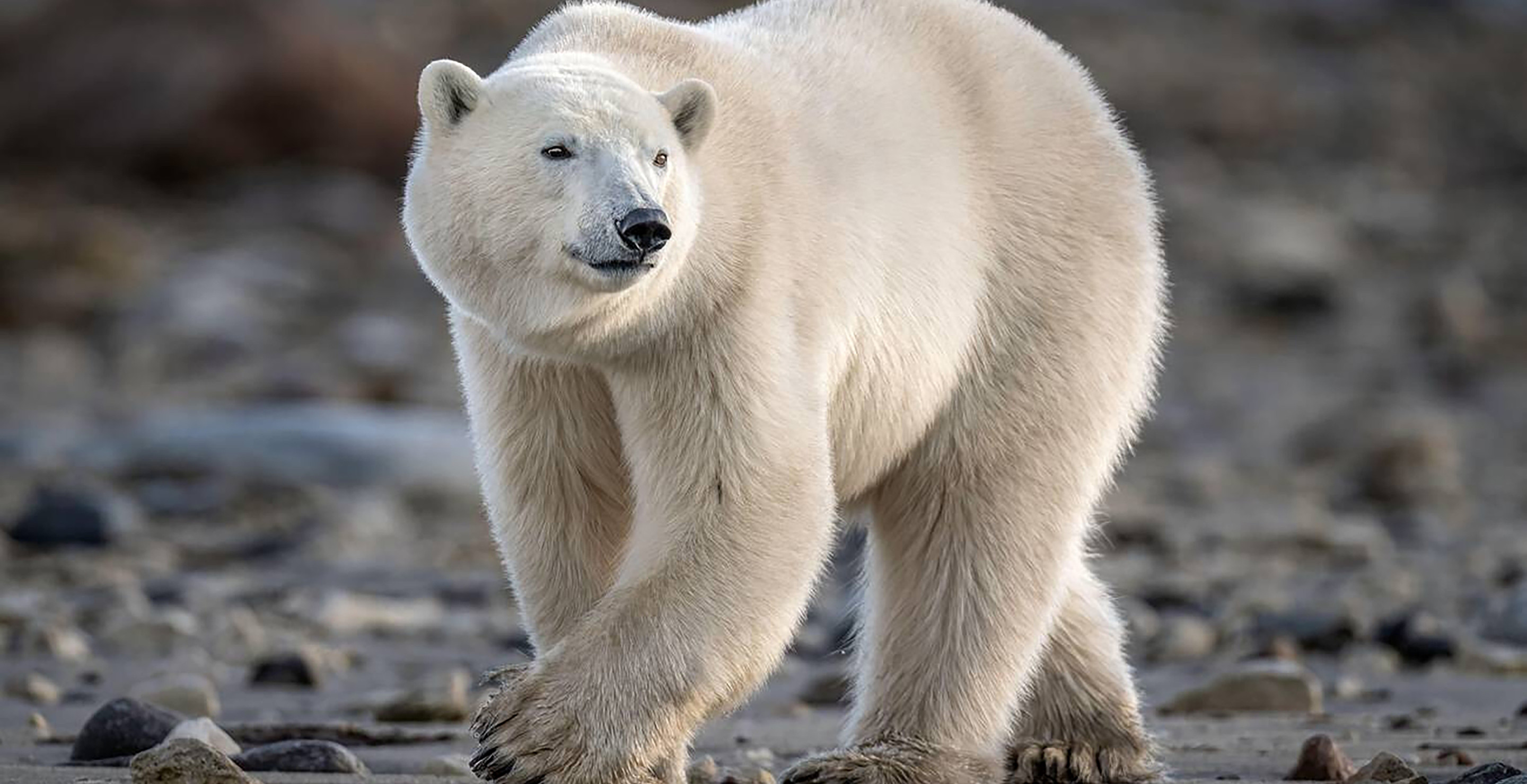 Photographer Comes Face To Face with Polar Bear That Wants To Eat Him In Terrifying Encounter