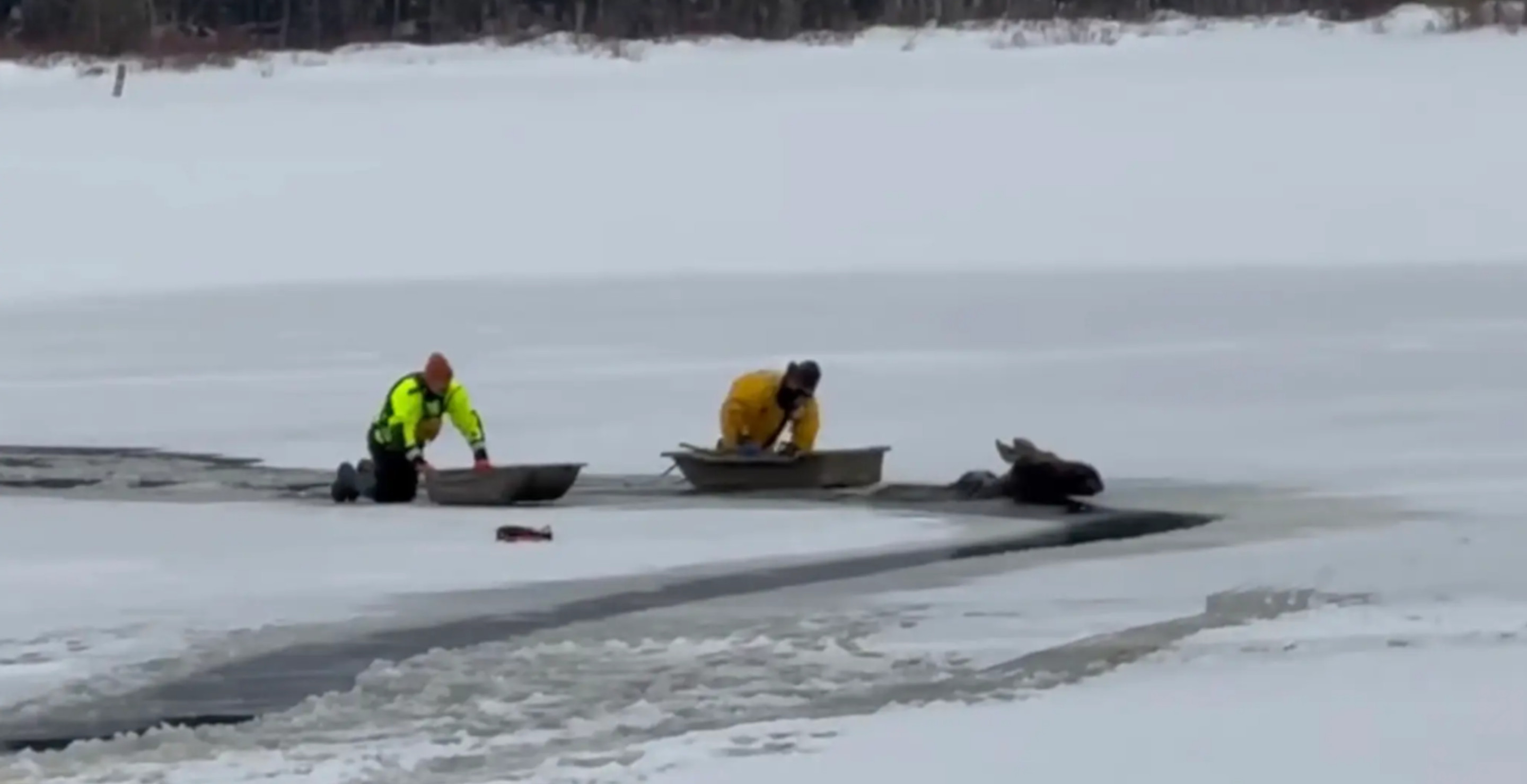 Rescuers Face A Behemoth Of A Challenge — Saving A 1,000 Pound Moose From Drowning