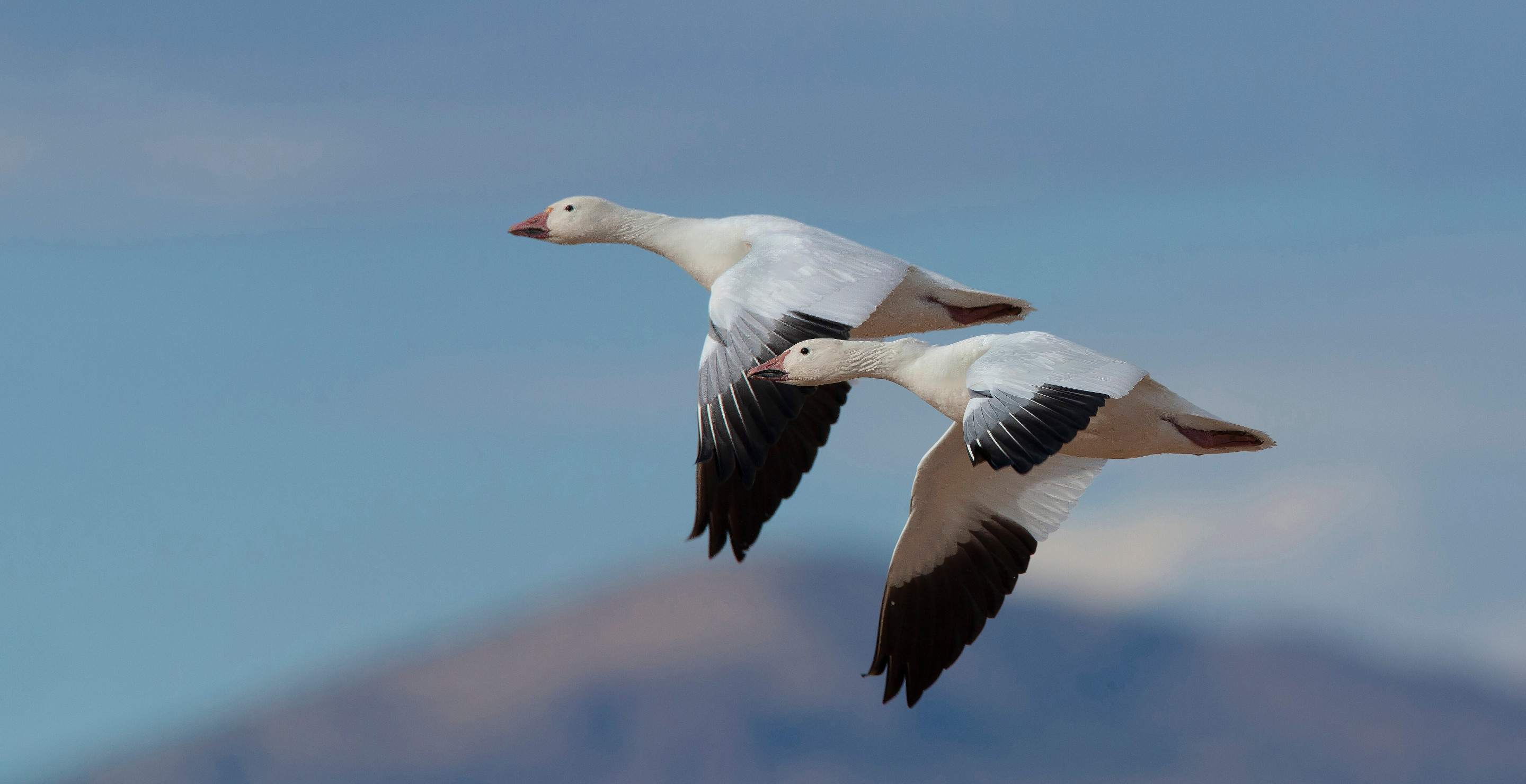 Scientists Extremely Alarmed After More Than 200 Geese Die In Pennyslvania