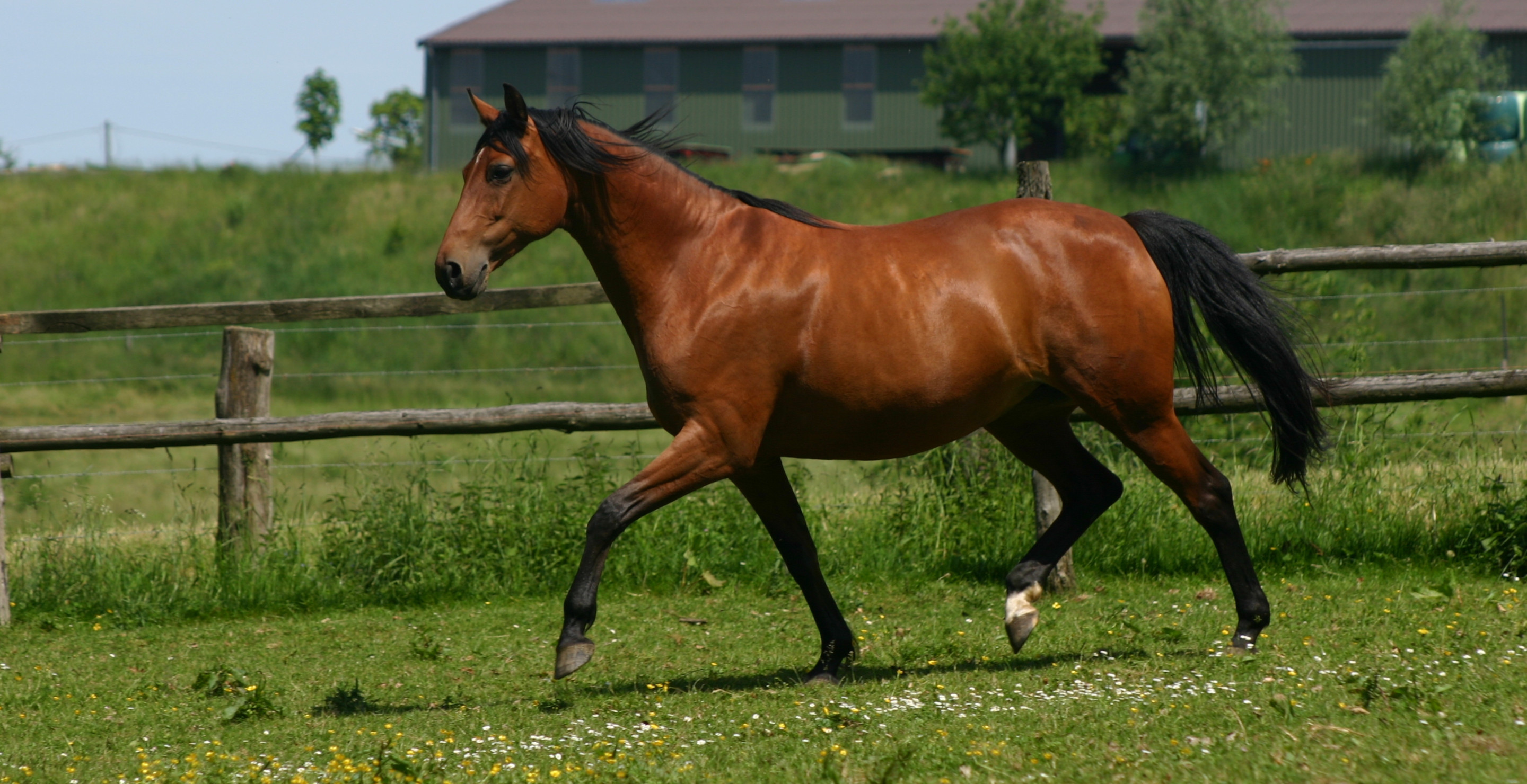 Woman Accused Of Animal Cruelty After Police Find 27 Dead Horses