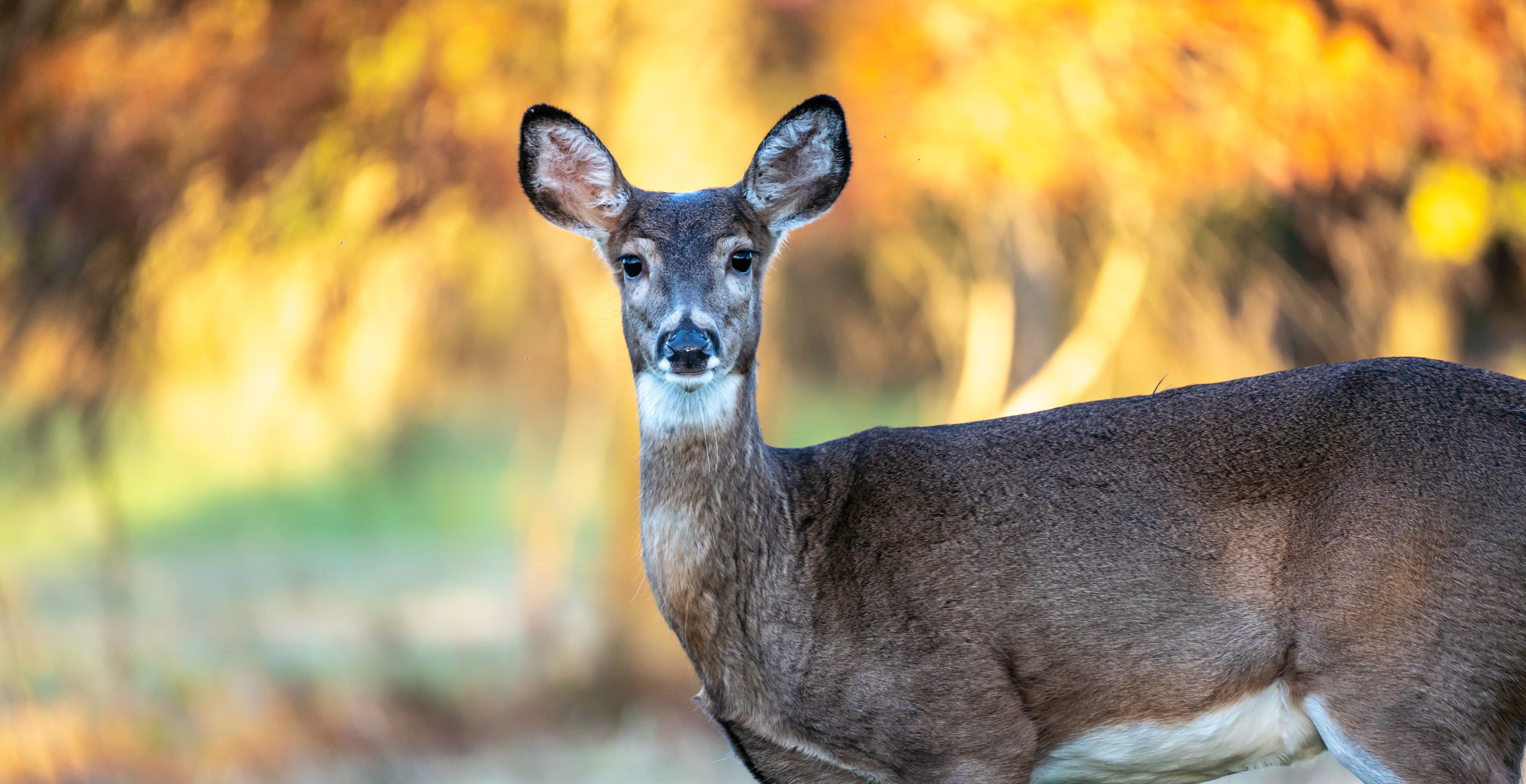 Zombie Deer Disease Could Be Close To Making Jump To Humans: Scientists Make Startling Discovery