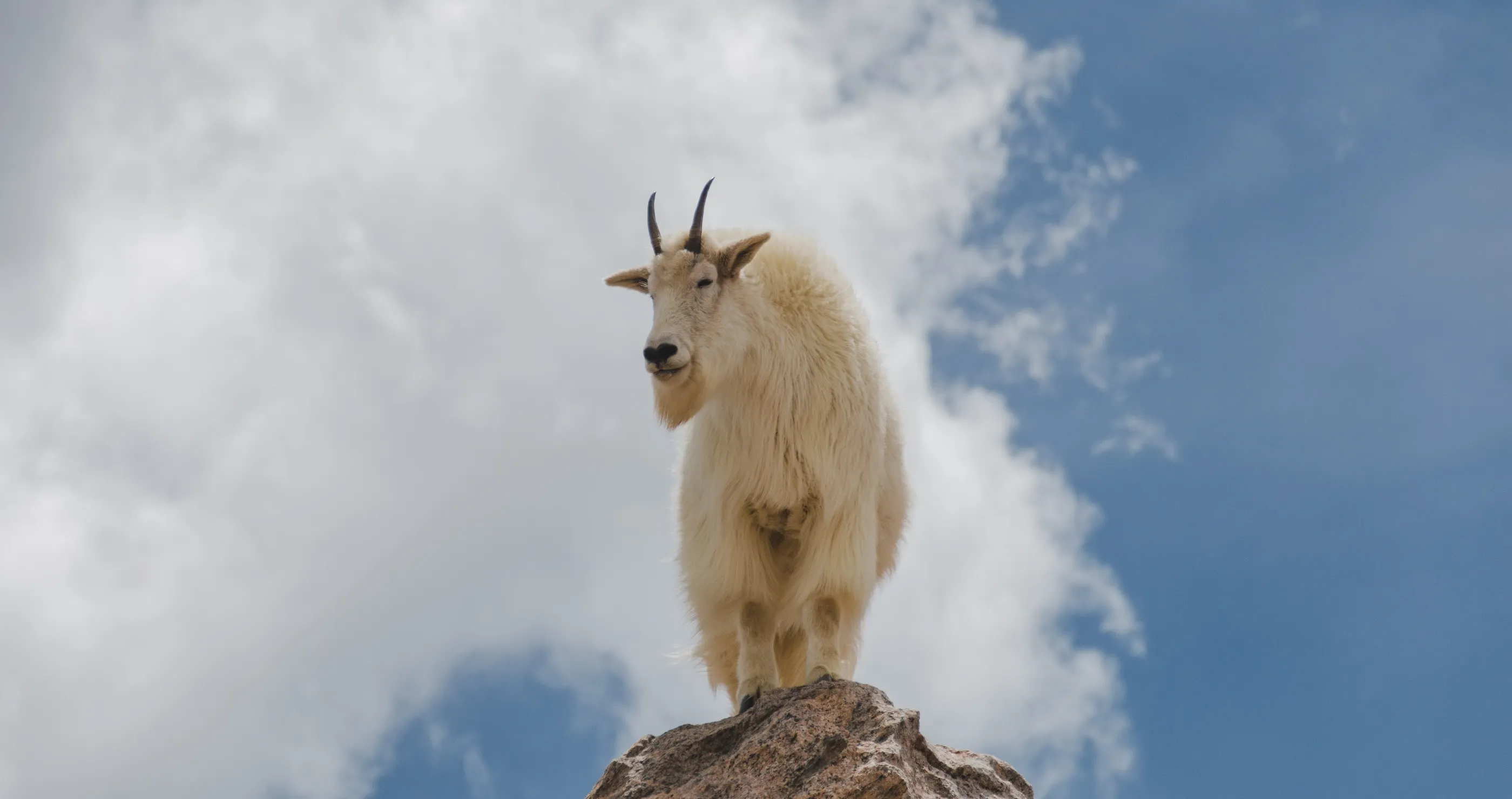 beware of mountain goat attacks