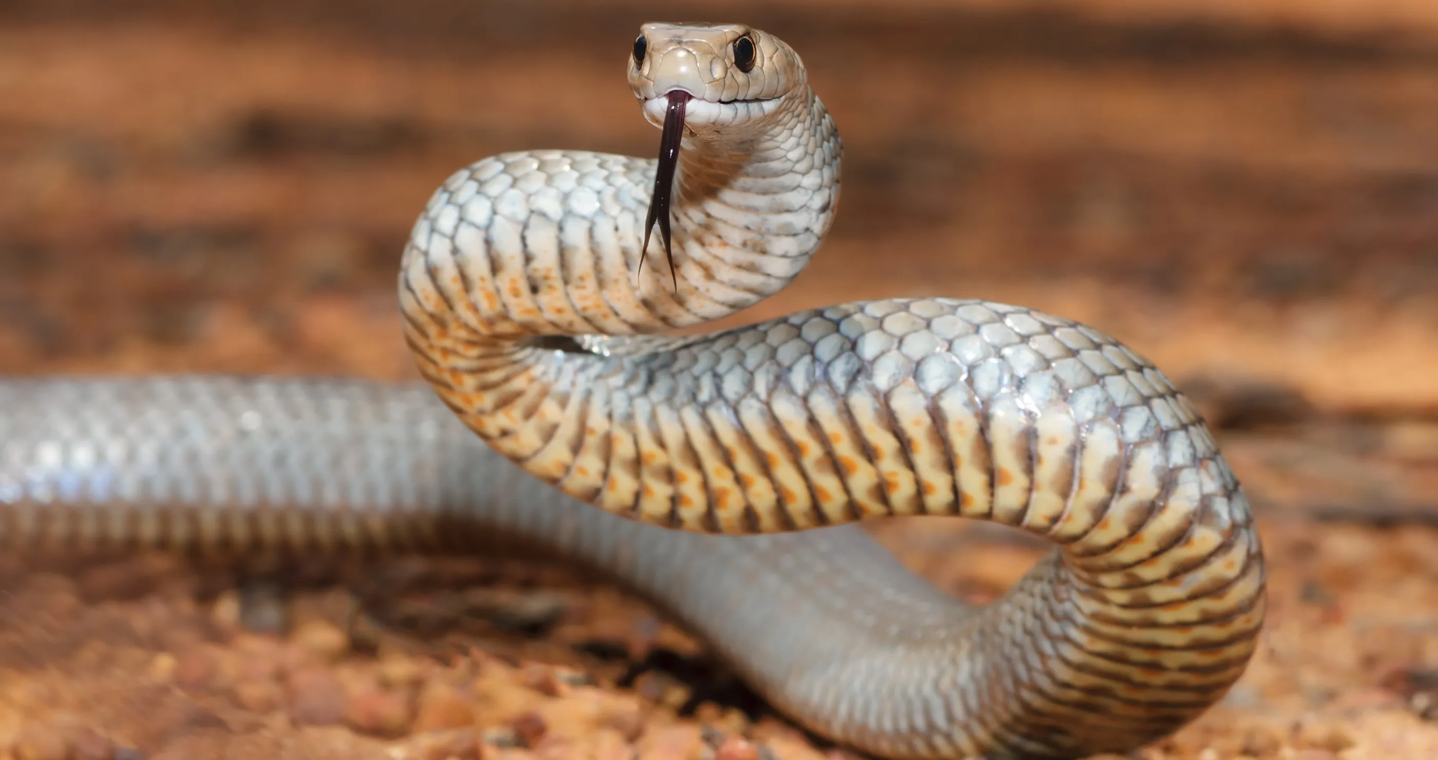 cat saves owner from venomous snake