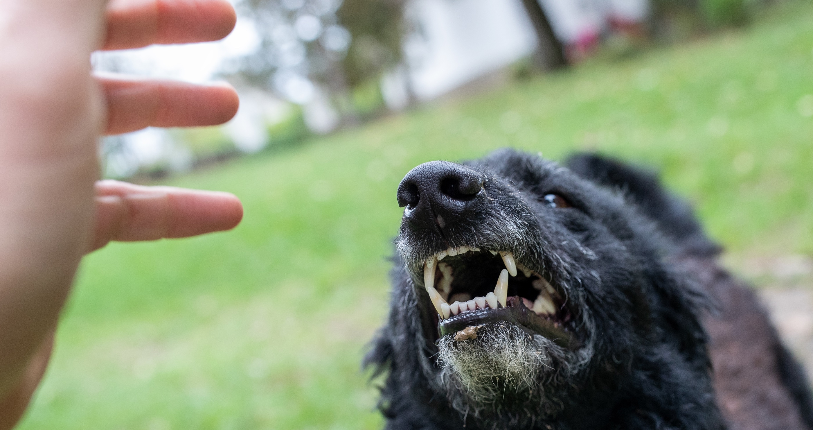 deaf woman killed and husband mauled by dogs