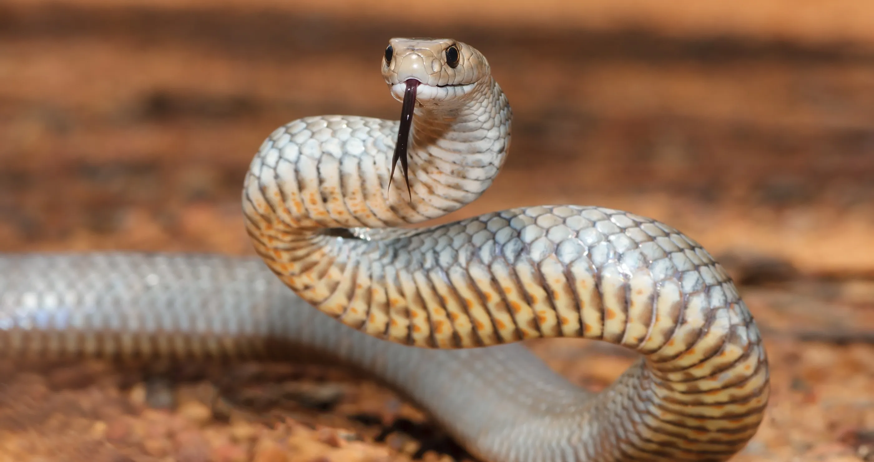 eastern brown snake highly venomous snake in car