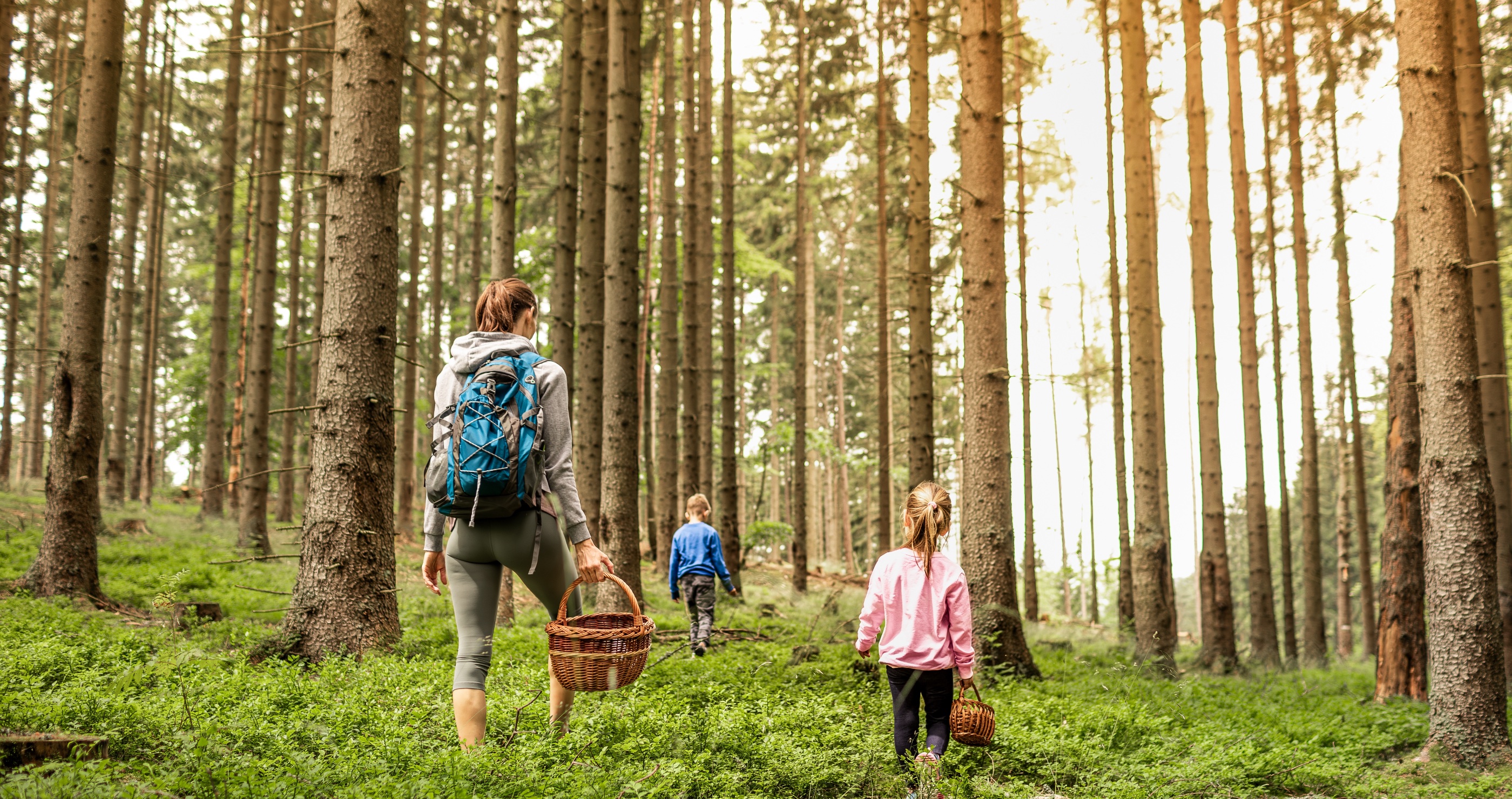 finding food in the forest through foraging