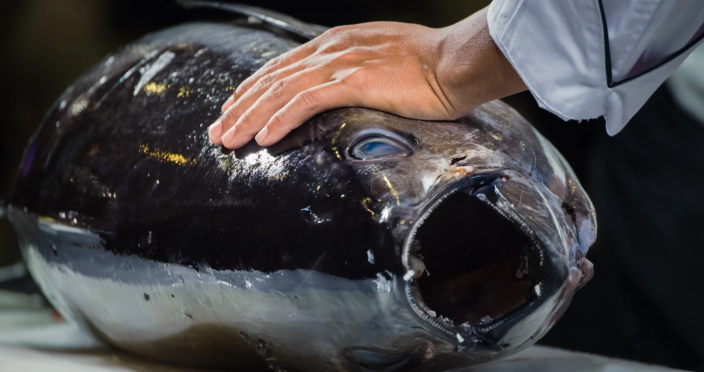 giant tuna size of motorcycle