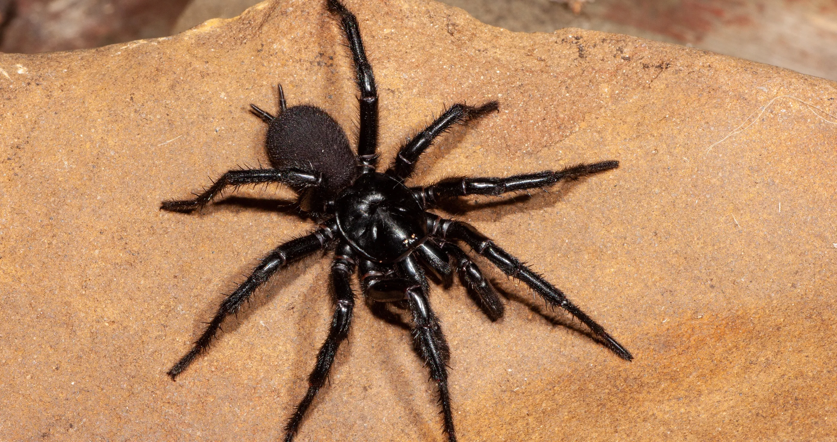 largest recorded male funnel web spider