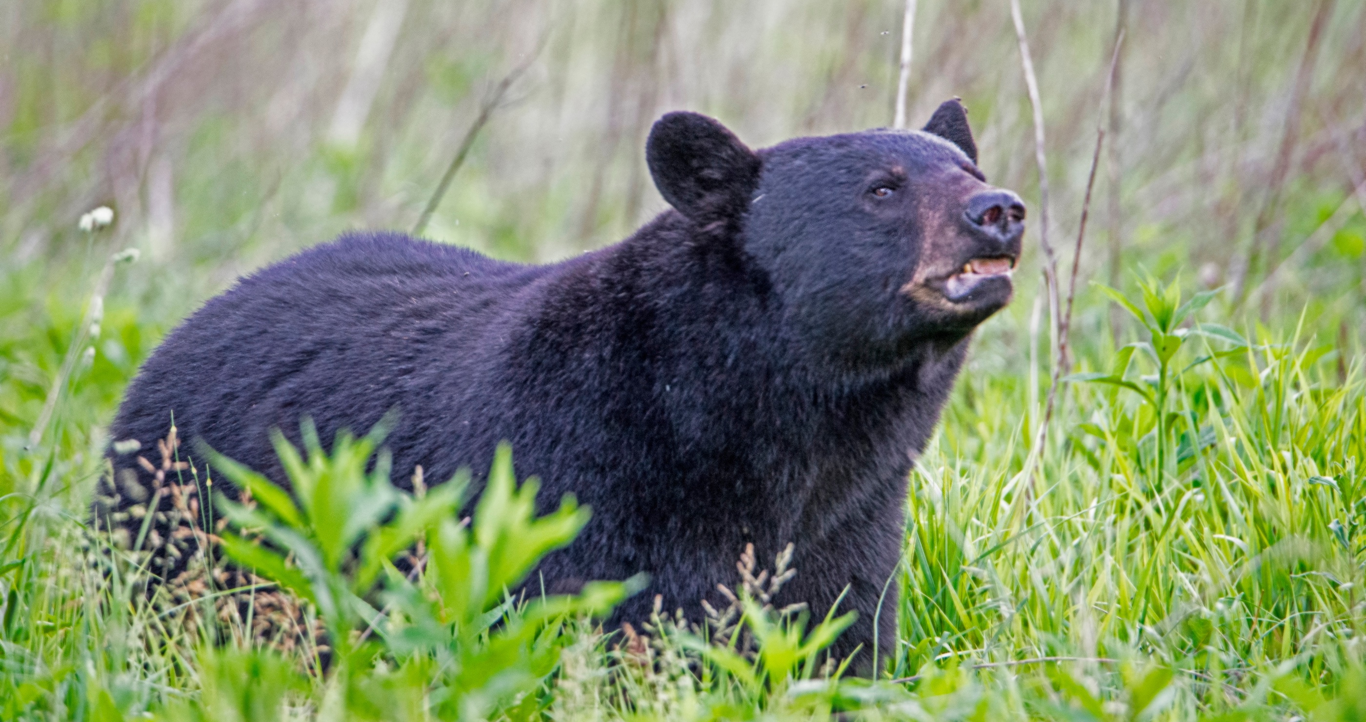 man saves neighbor from bear attack