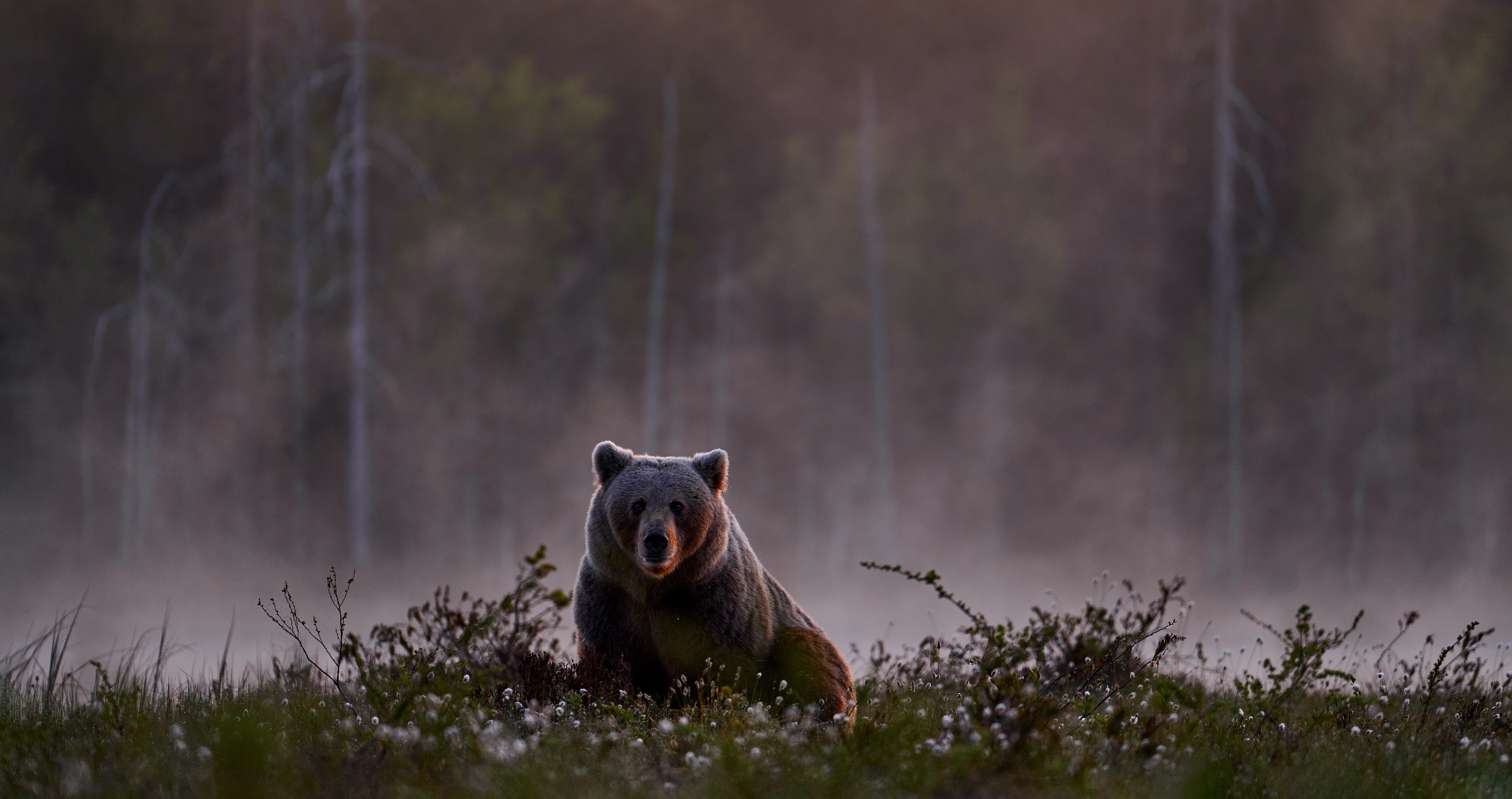 man suffers bite to stomach defending dog from bears