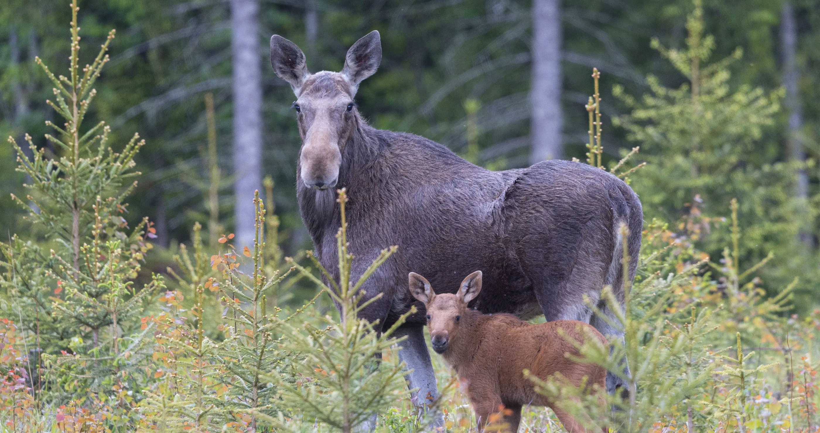 moose vs. car