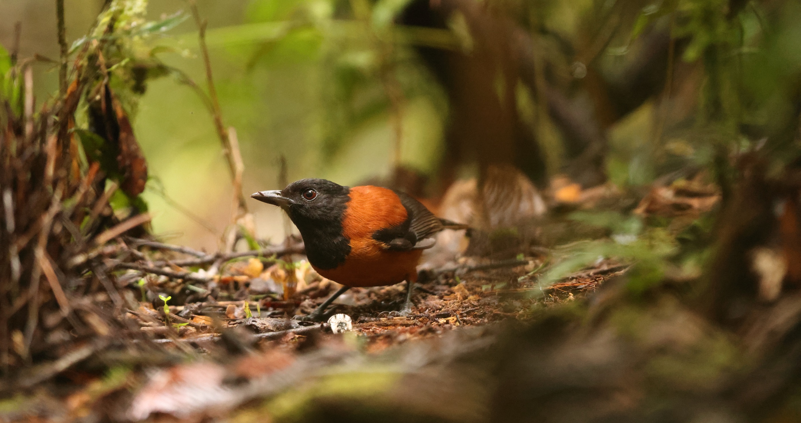 poisonous birds now discovered