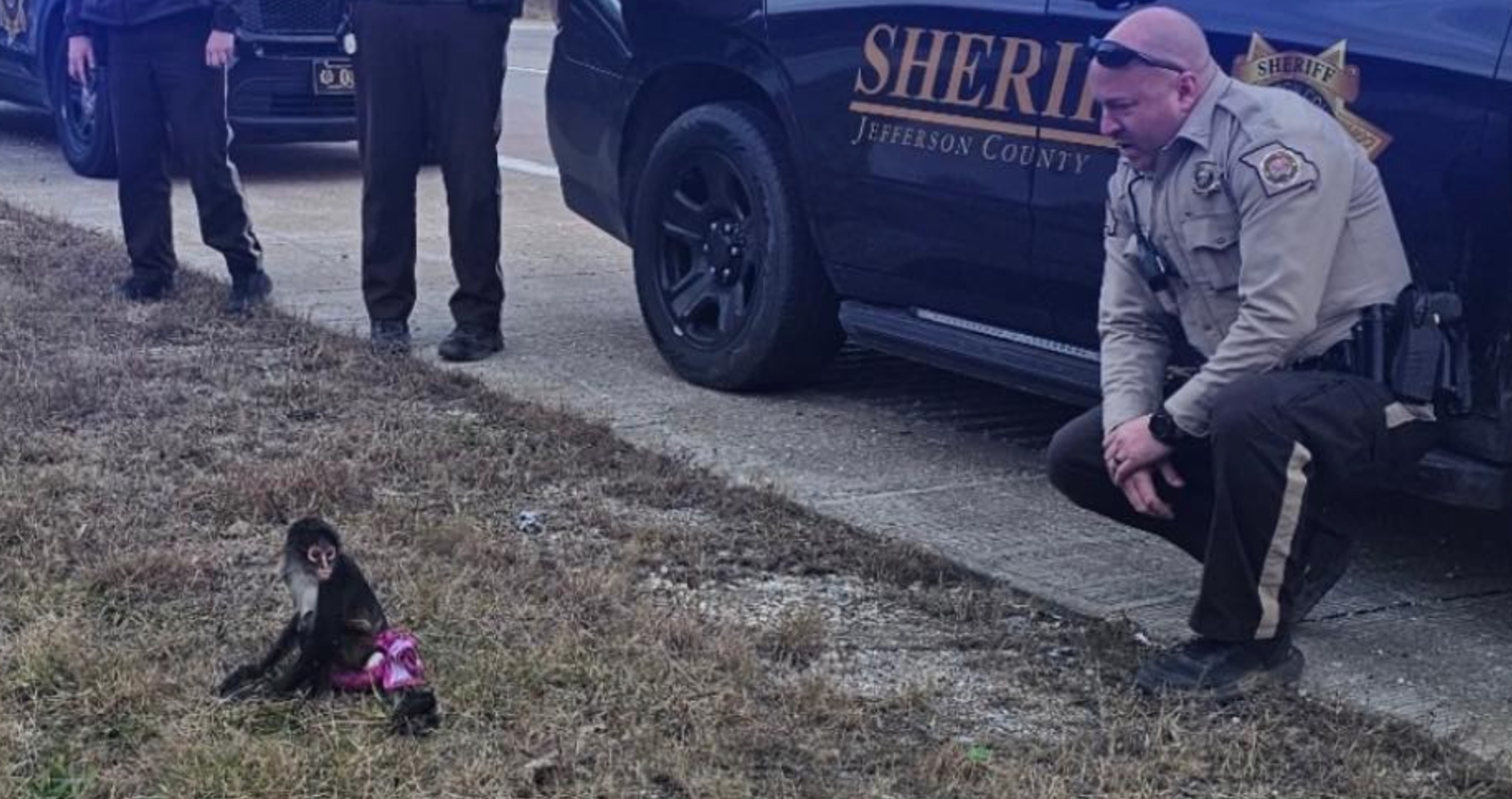 police find an escaped spider monkey in a pink tutu