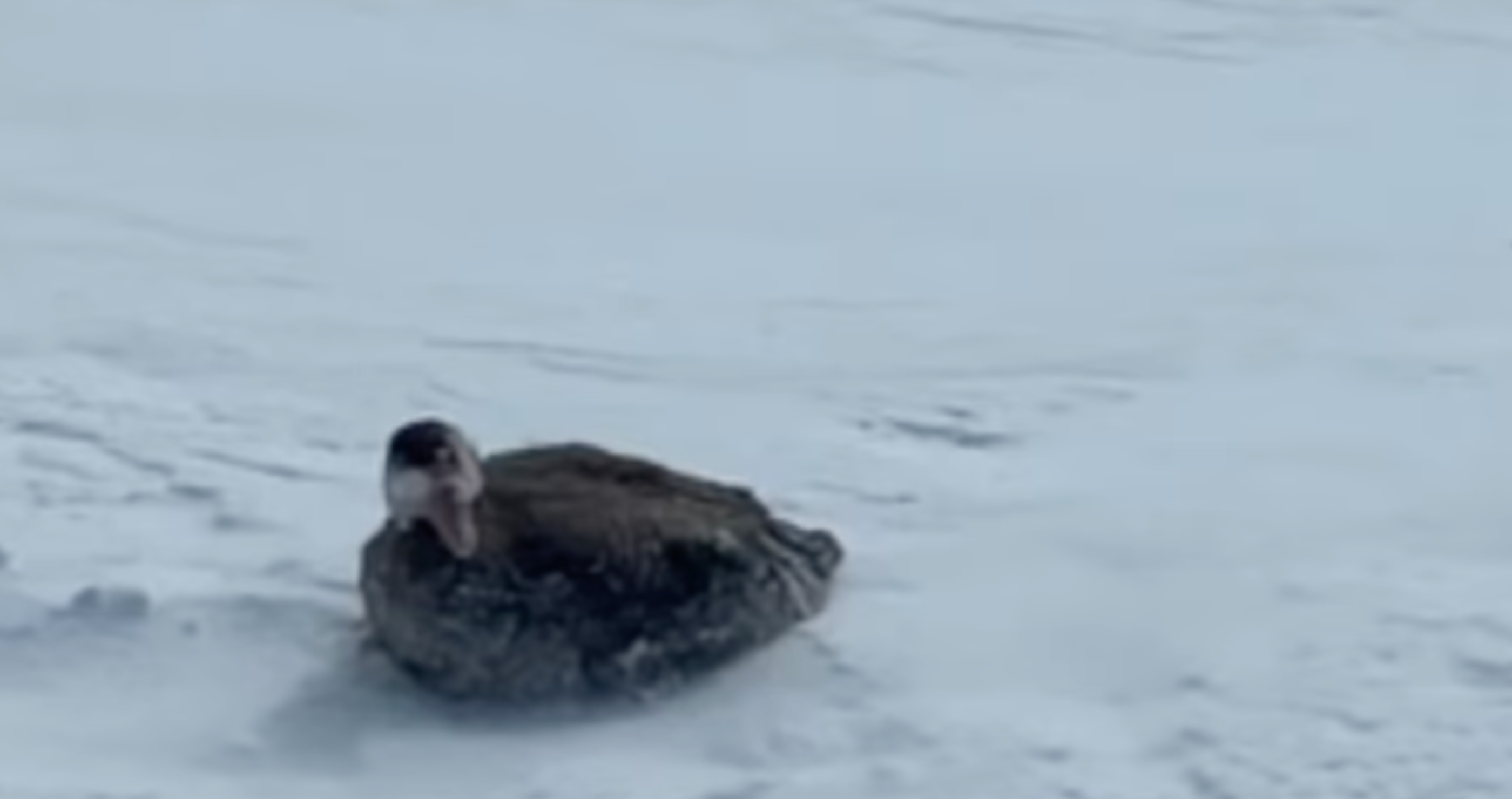 rangers save frozen goose from 10,000 feet elevation