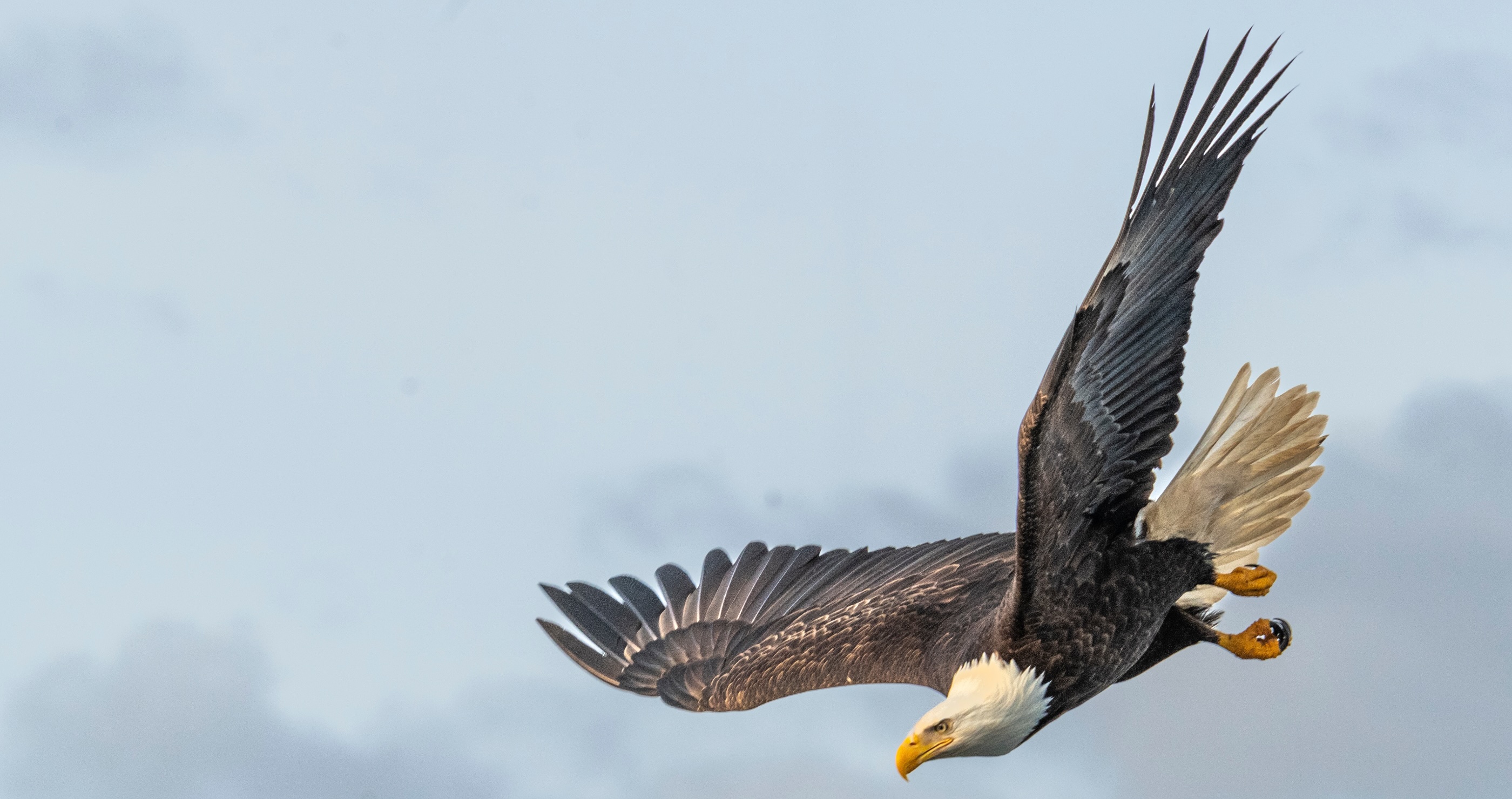 video shows how much bigger bald eagle is than duck