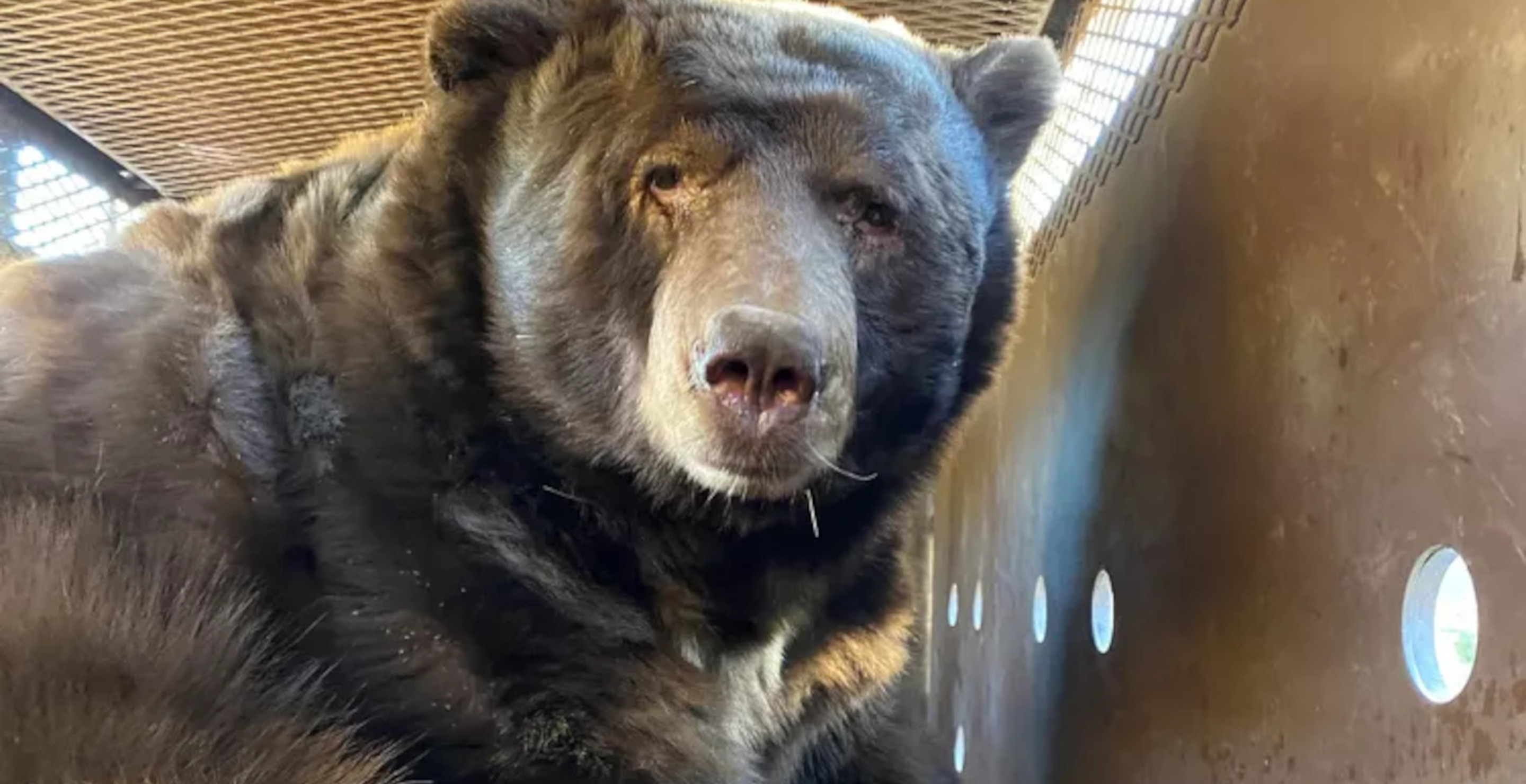 525 Pound Bear Discovered Under Evacuated California Home