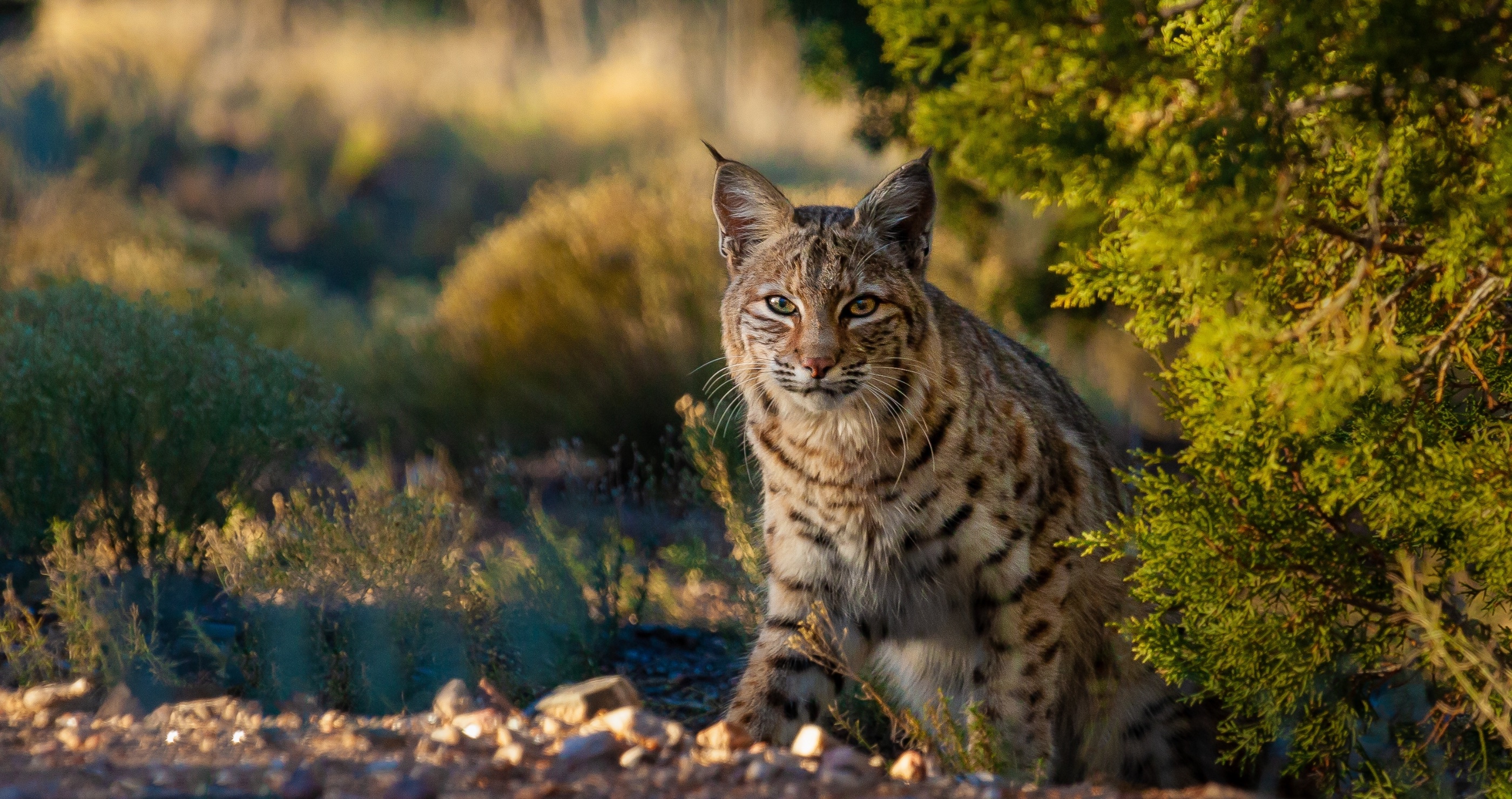 Bobcat shows off ninja skills