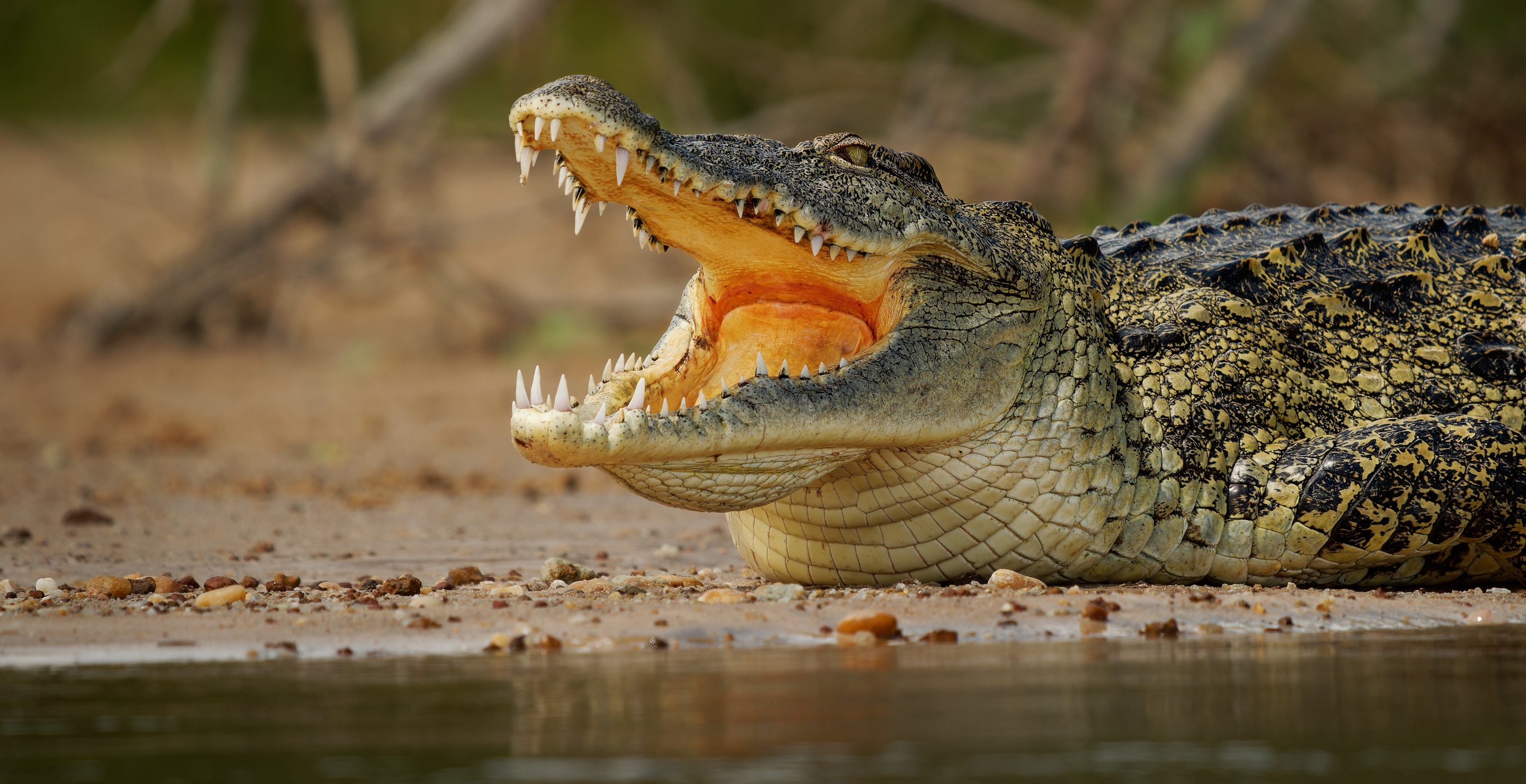 Crocodile Kills Mother Then Mauls To Death Son Who Tried To Retrieve Her Body