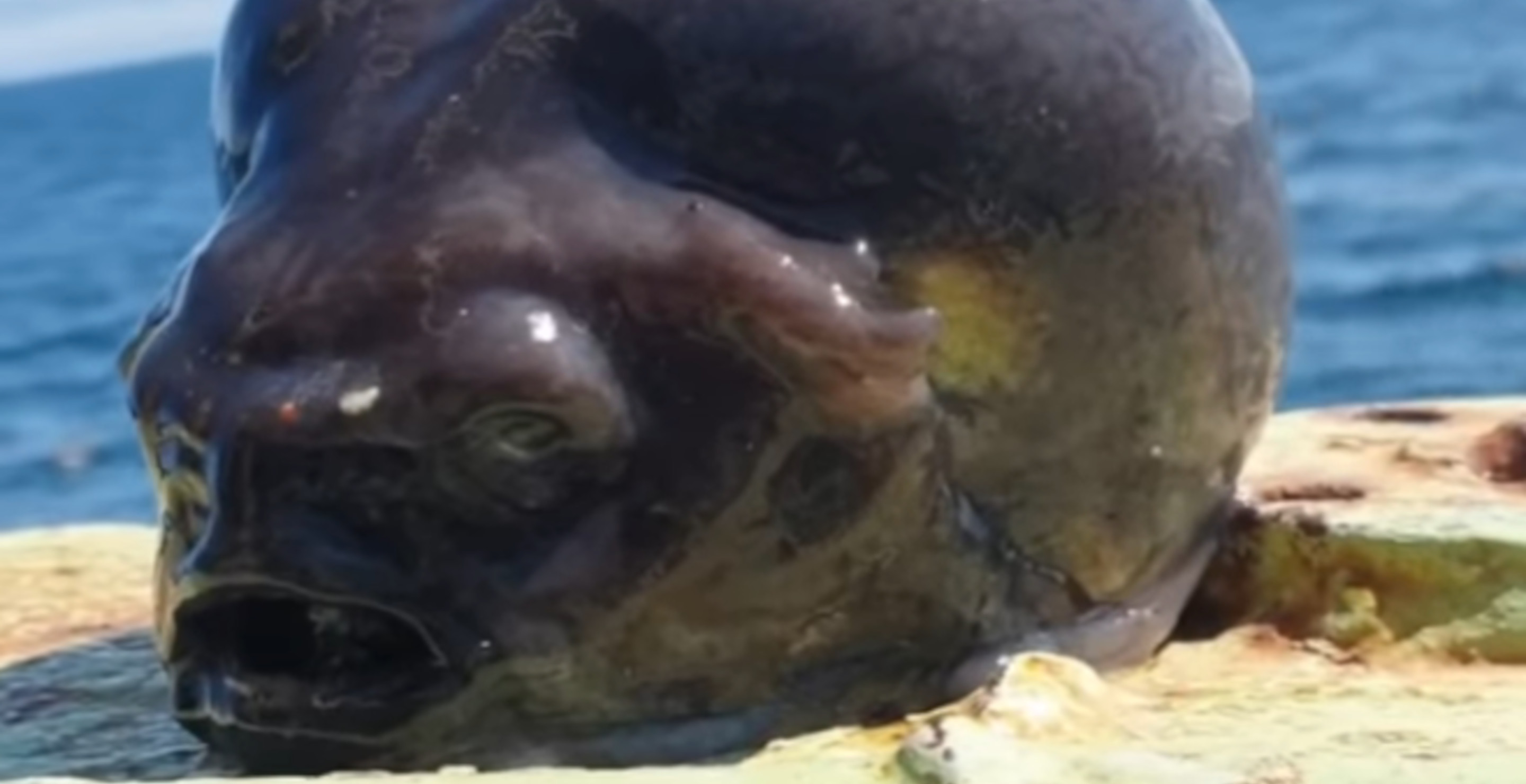 Fisherman Finds The Strangest Looking Fish Ever And I'll Have Nightmares For A Week After Seeing It