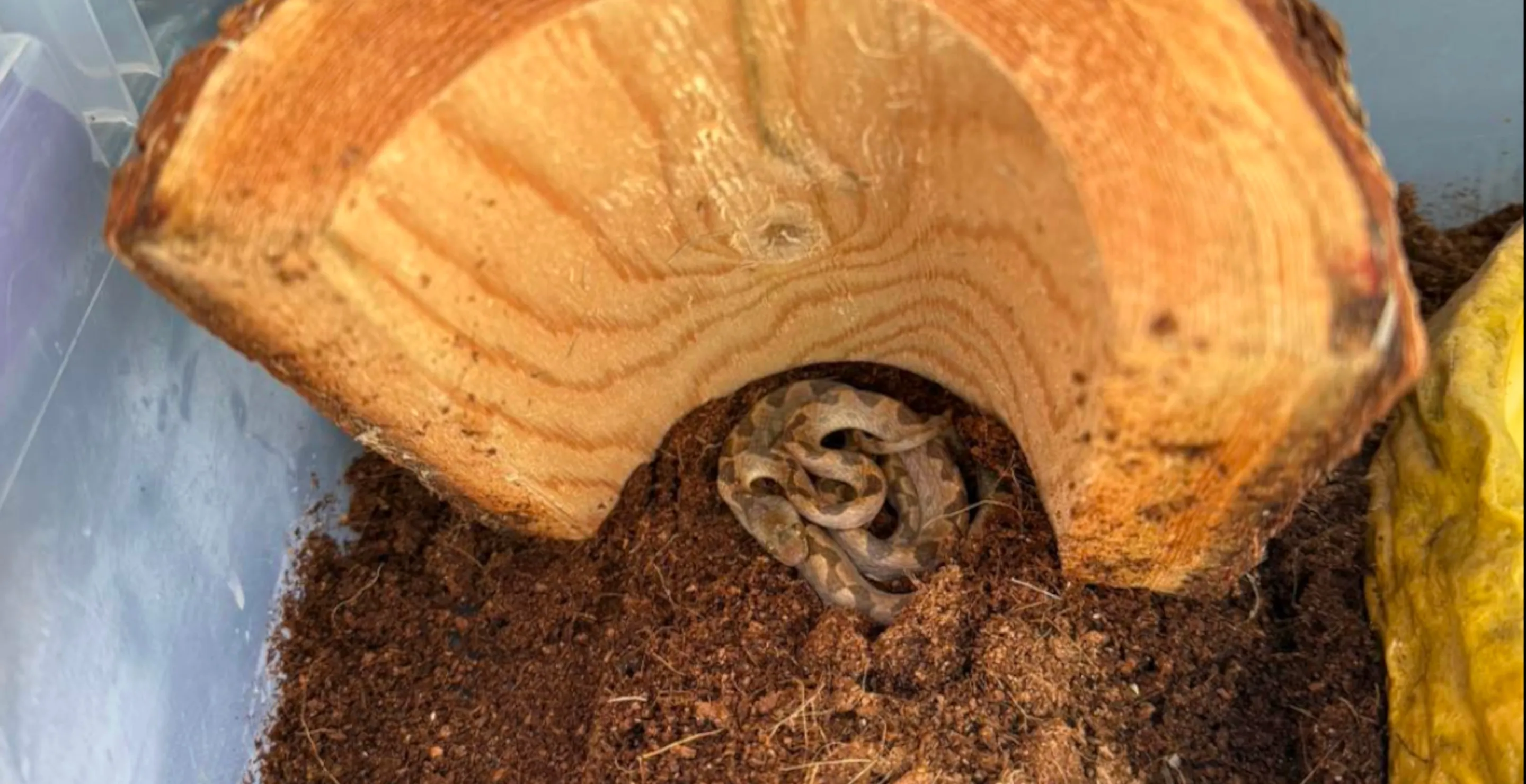 Horrified Shopper Finds Venomous Snake Hiding In Her Bananas