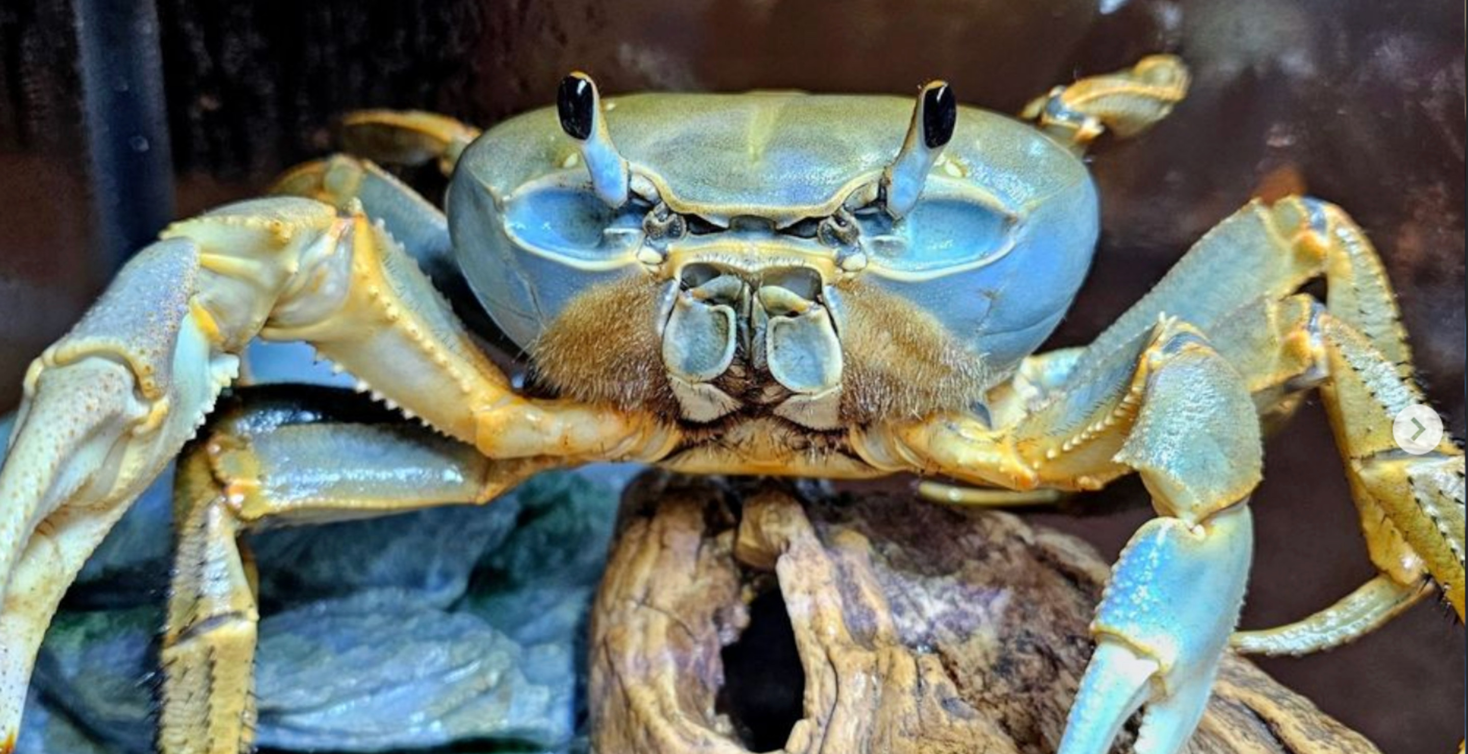 Howie The Crab Has Died At 9 As Fans Mourn The Loss