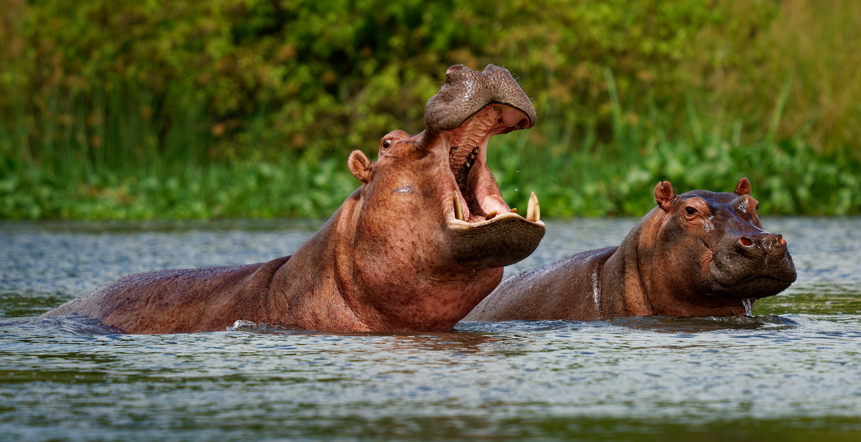 Husband Helpless To Do Anything But Watch As Hippo Kills Wife On African Tour