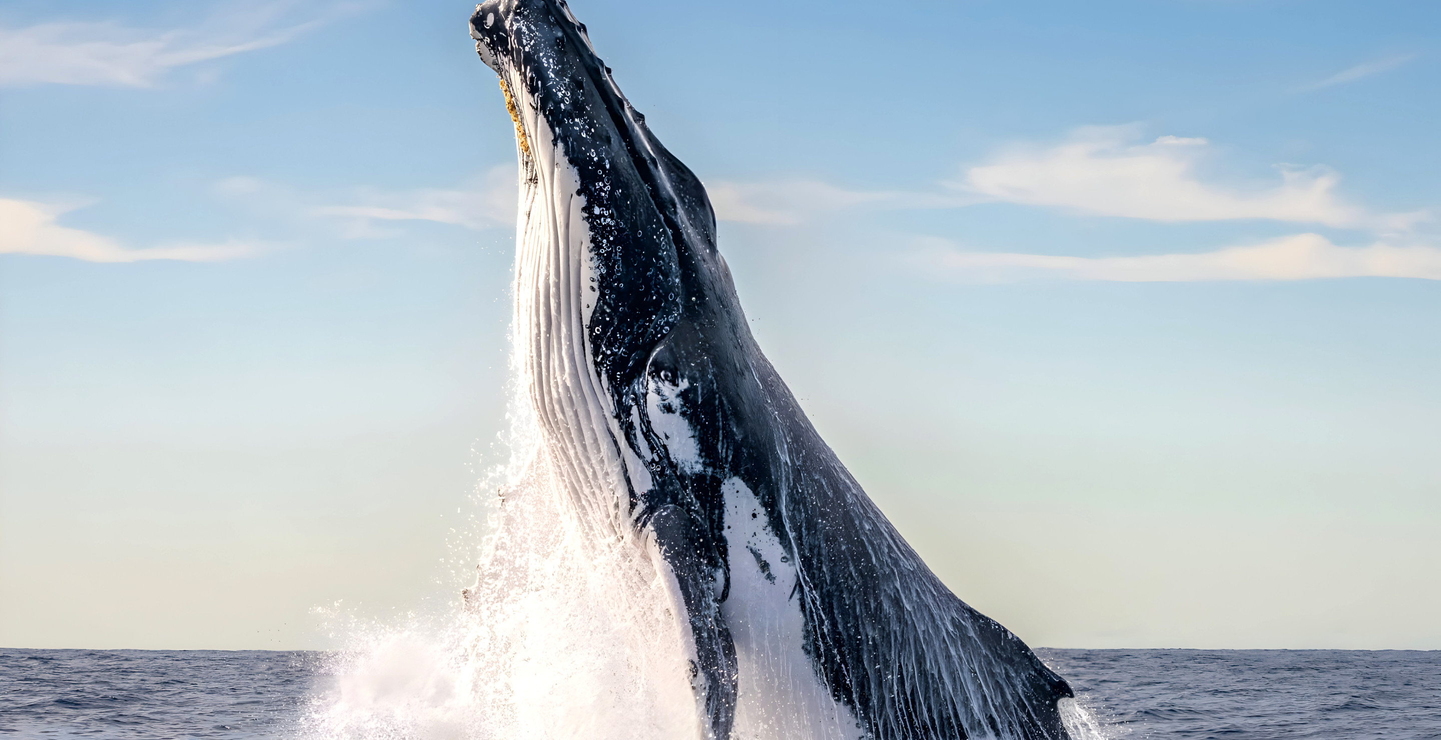 Kayaker Gets Swallowed By A Humpback Whale In Terrifying Moment