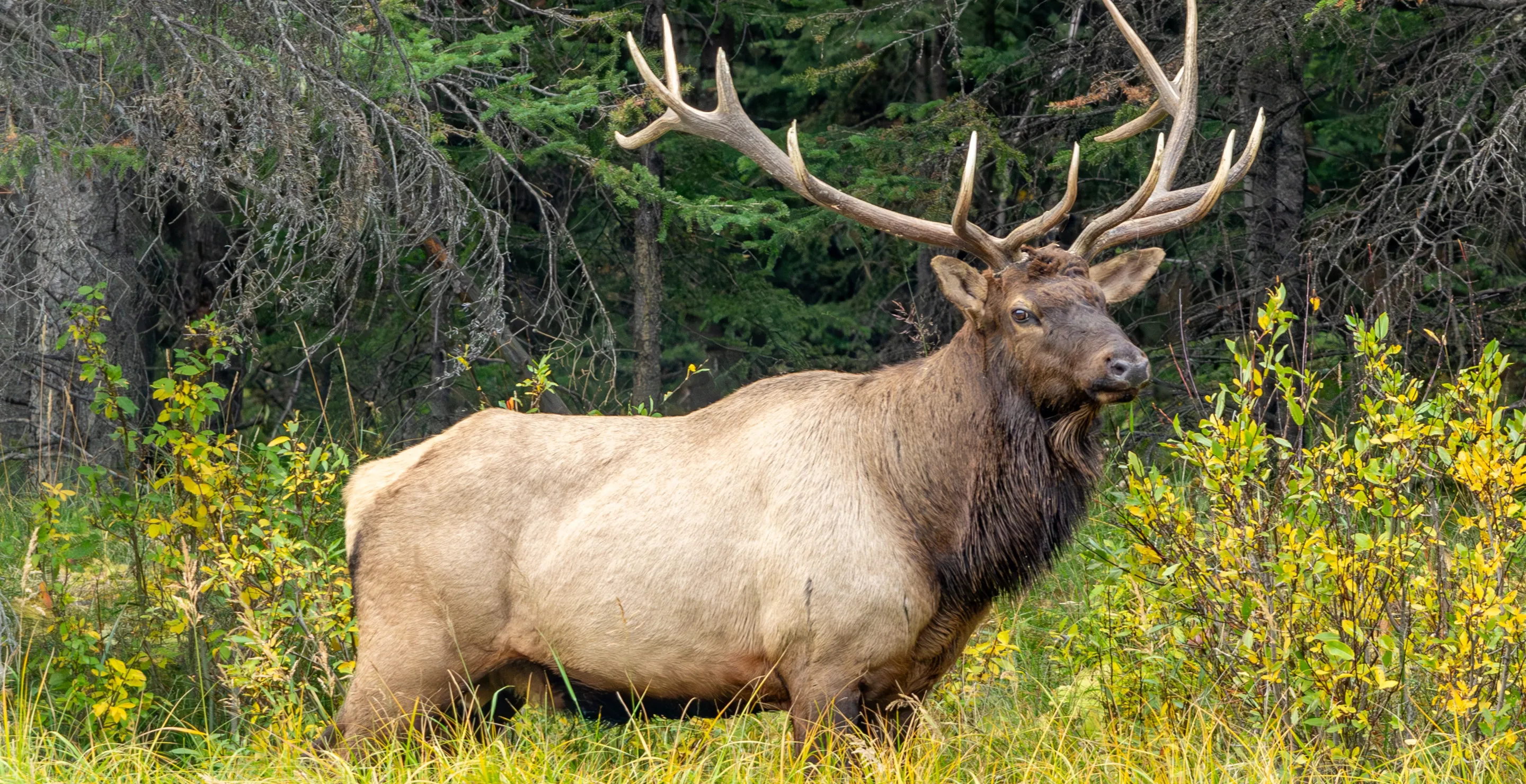 Multiple Elk Have Died After Eating Poisonous Plants In Montana