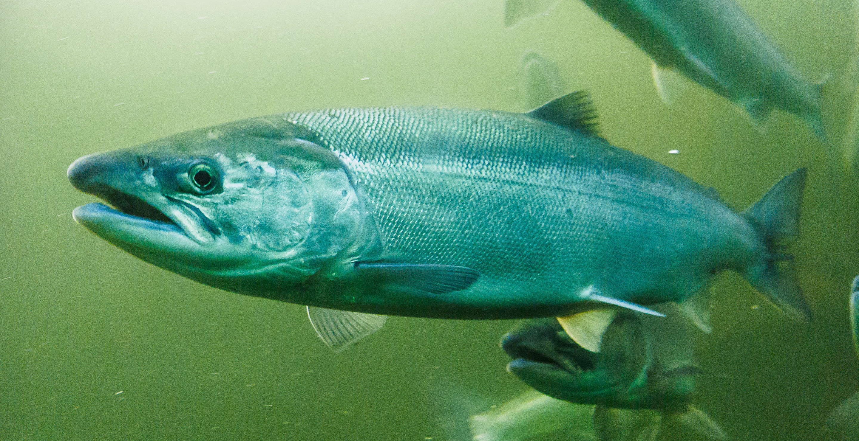 People Are Injecting Salmon And Trout Semen Into Their Face To Try To Look Young